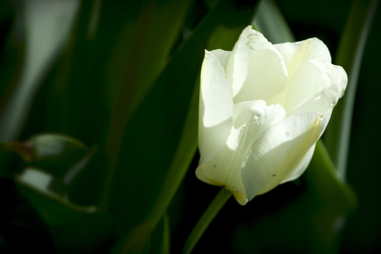 Canon EOS 350D (EOS Digital Rebel XT / EOS Kiss Digital N) sample photo. Flower, flora, nature photography