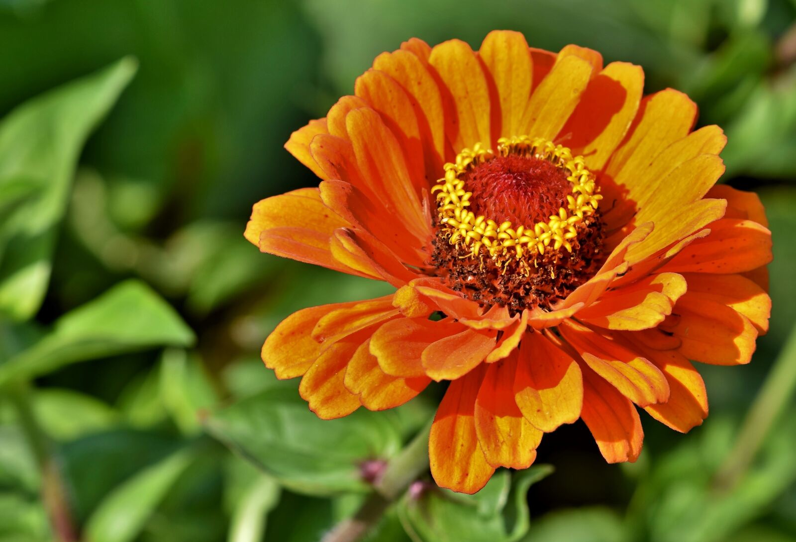 Nikon D7200 sample photo. Zinnia, blossom, bloom photography