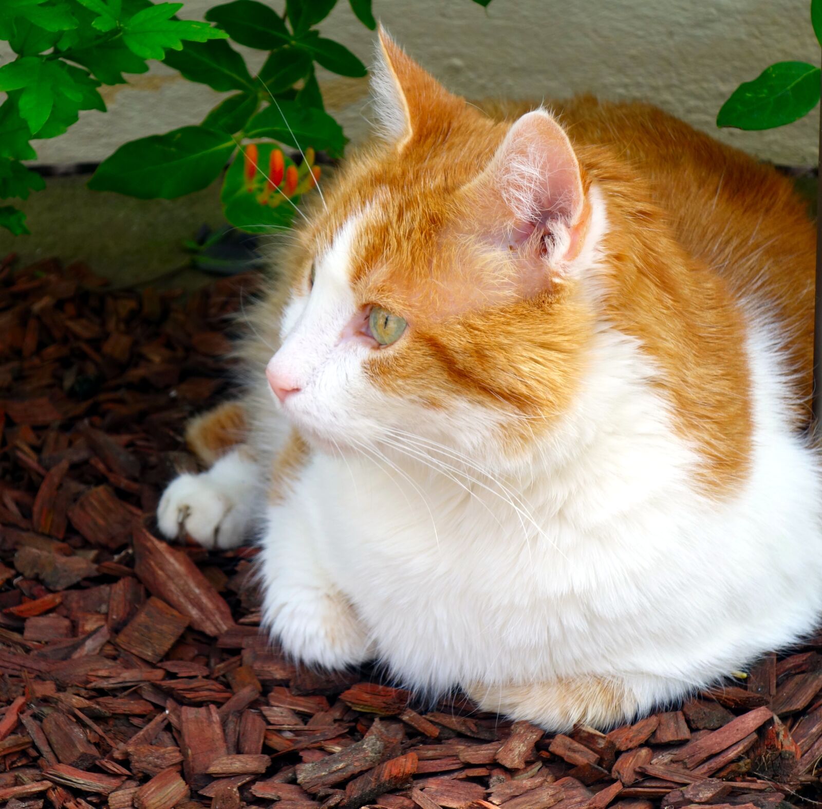 Sony Cyber-shot DSC-RX100 sample photo. Cat, red tomcat, mieze photography