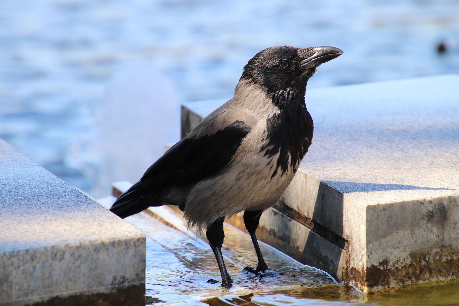 Canon EOS 800D (EOS Rebel T7i / EOS Kiss X9i) sample photo. Crow, water, animal photography