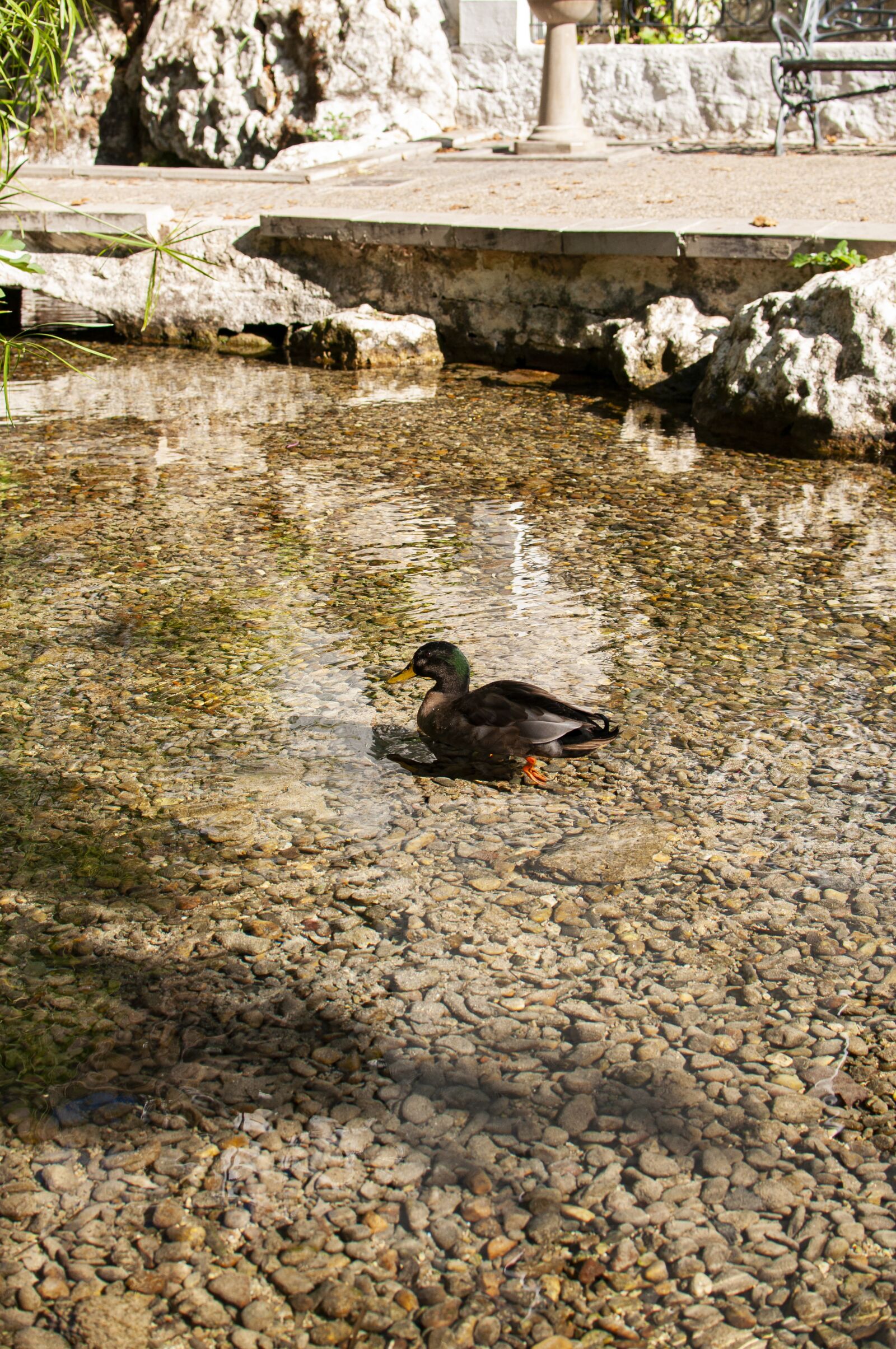Nikon D5000 sample photo. Pato, animal, fuente photography