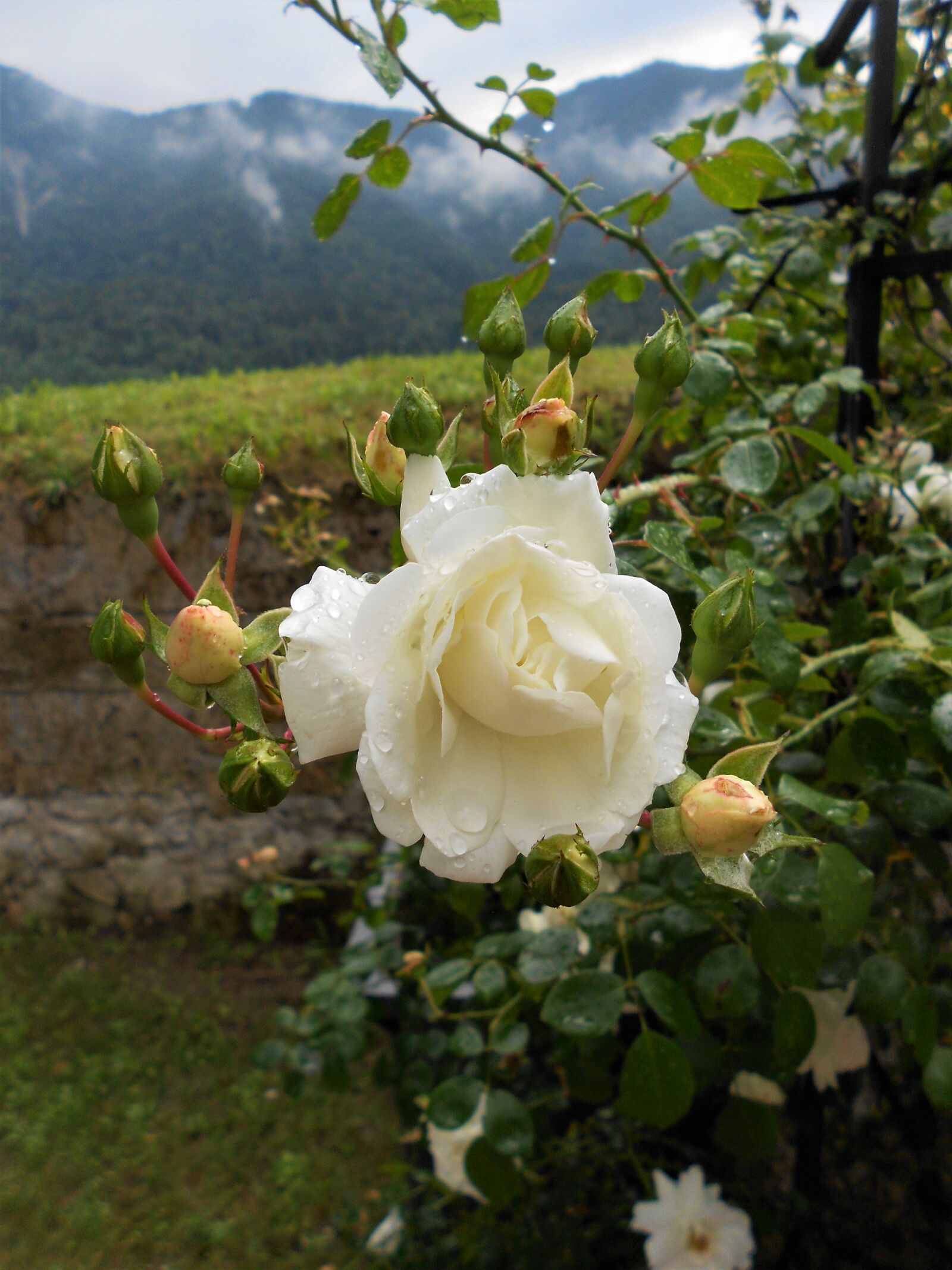 Nikon COOLPIX S2600 sample photo. Rose, background, flower photography