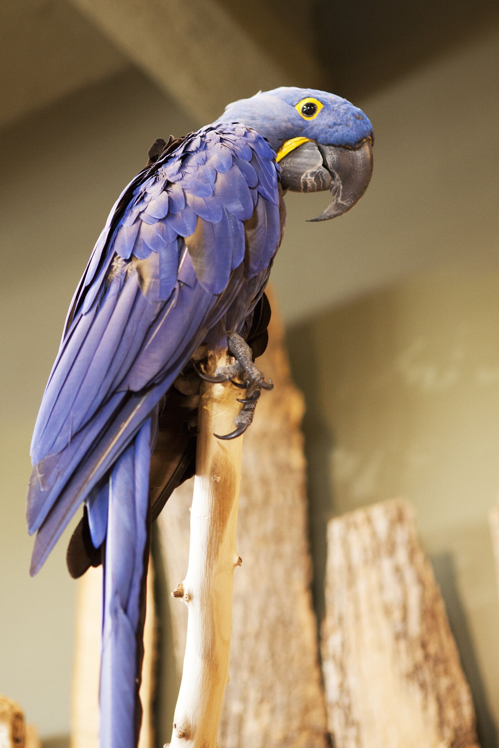 Canon EOS 5D Mark II + Canon EF 24-70mm F2.8L USM sample photo. Parrot, bird kingdom, bird photography