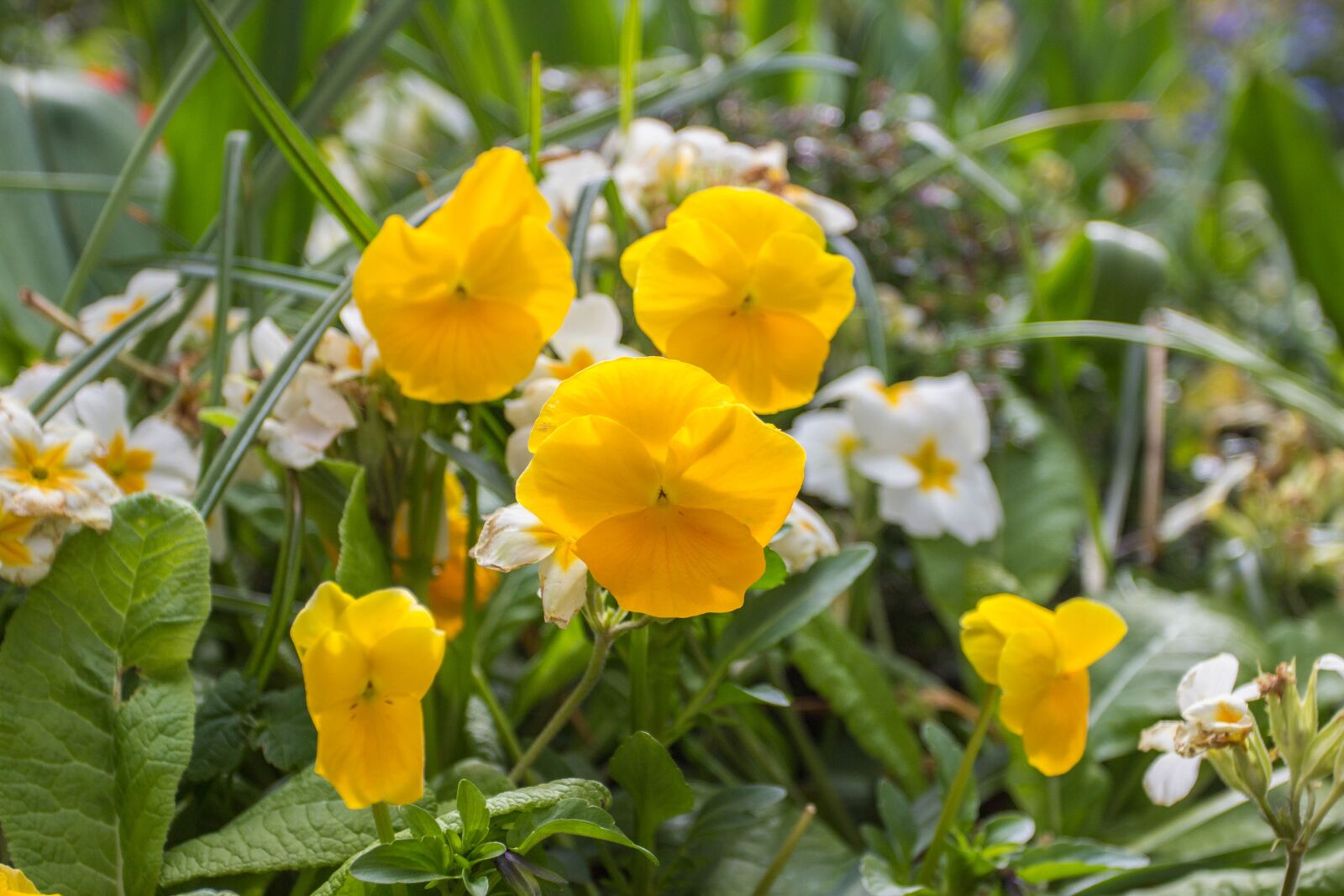 Canon EOS 60D + Canon EF 17-40mm F4L USM sample photo. Flower, outdoor, nature photography