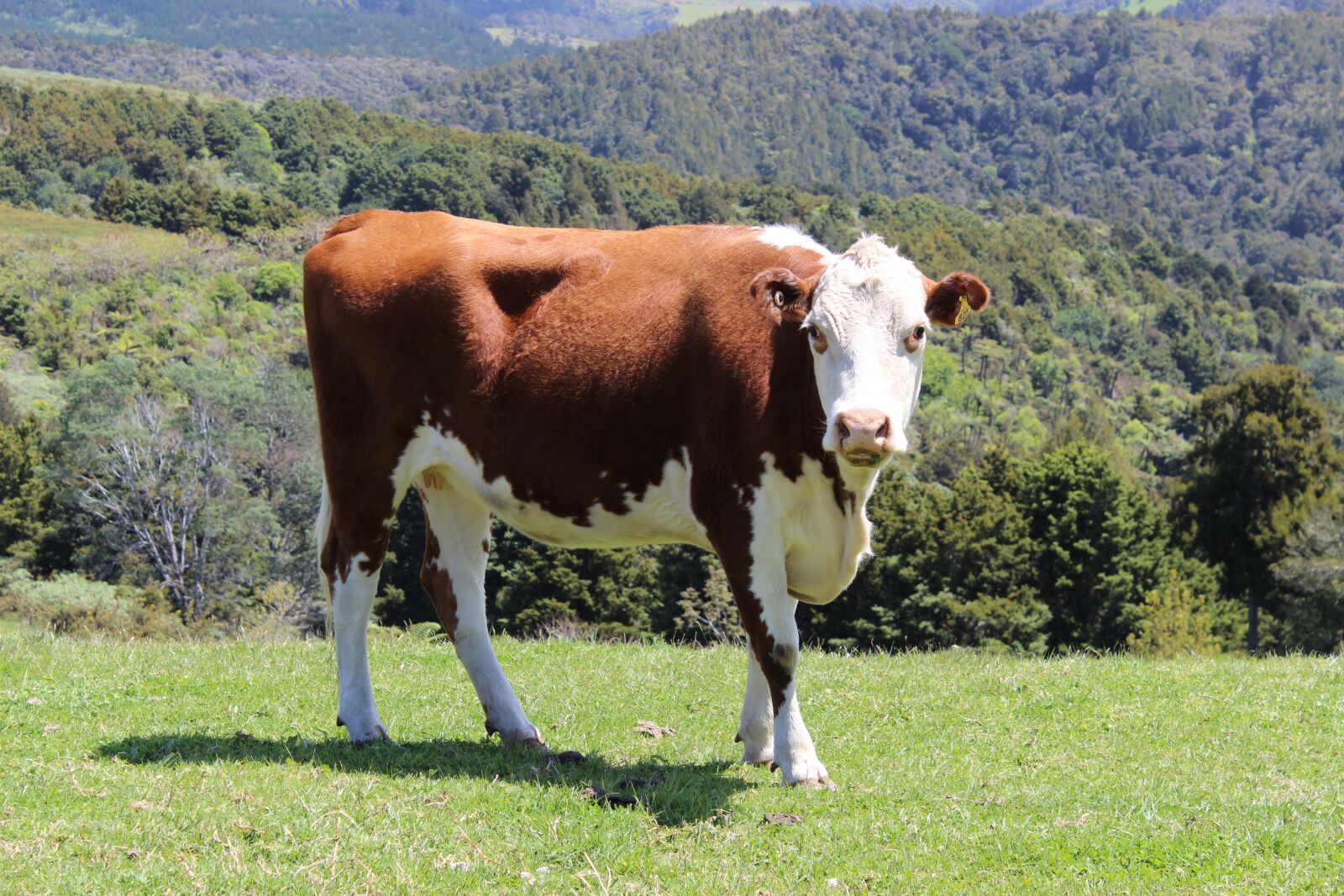 Canon EOS 600D (Rebel EOS T3i / EOS Kiss X5) sample photo. Cow, meadow, grass photography