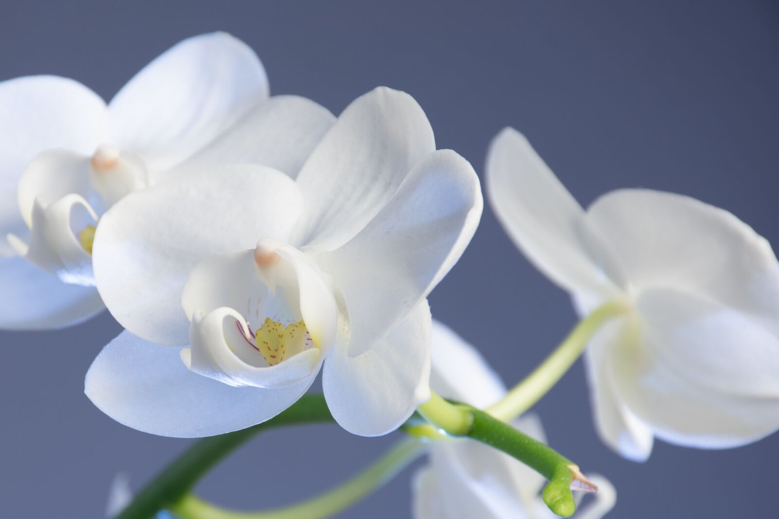 Nikon D7200 sample photo. Flower, nature, orchid photography