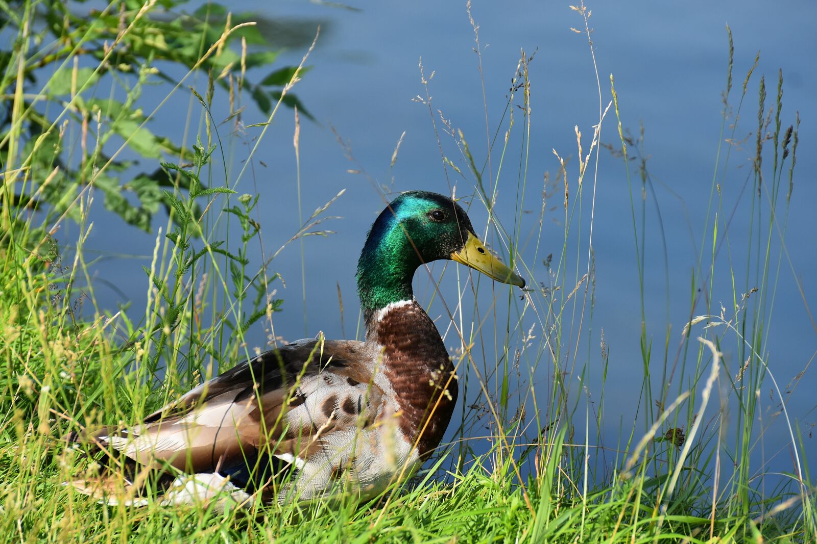 Nikon D7200 sample photo. Drake, mallard, water bird photography