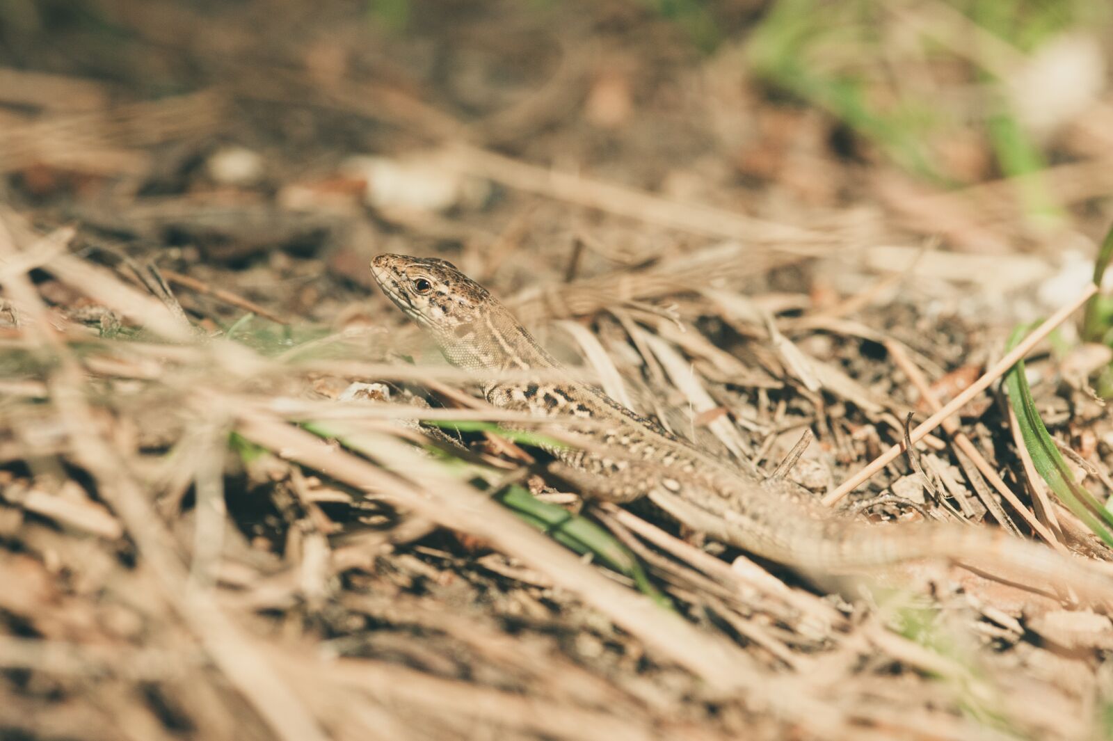 Nikon D700 sample photo. Mediterranean, lizard, animal world photography