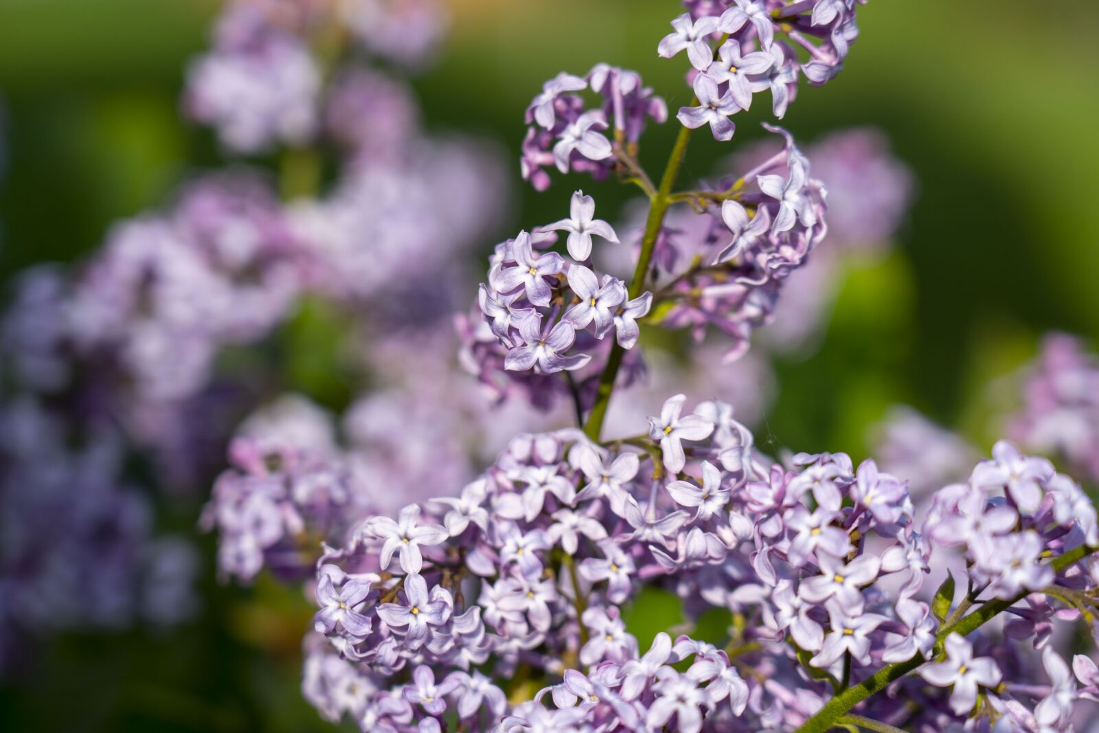Sony FE 24-105mm F4 G OSS sample photo. Lilac, flower, spring photography