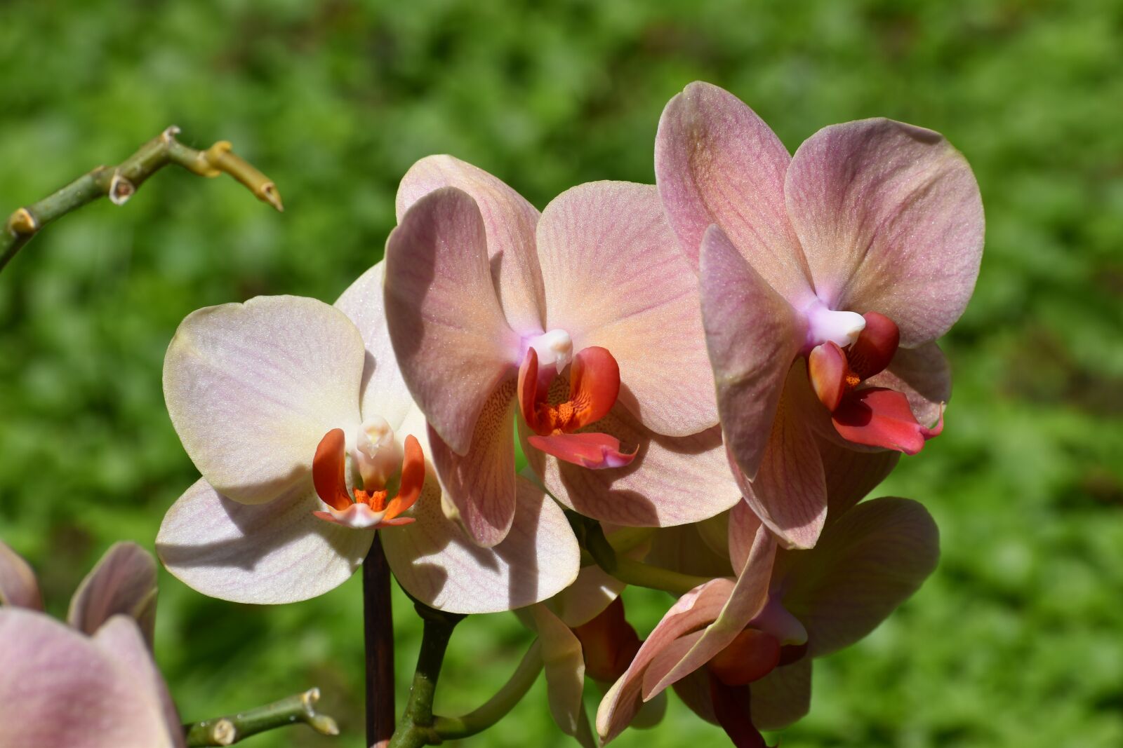 Nikon D3500 sample photo. Flowers, spring, flora photography