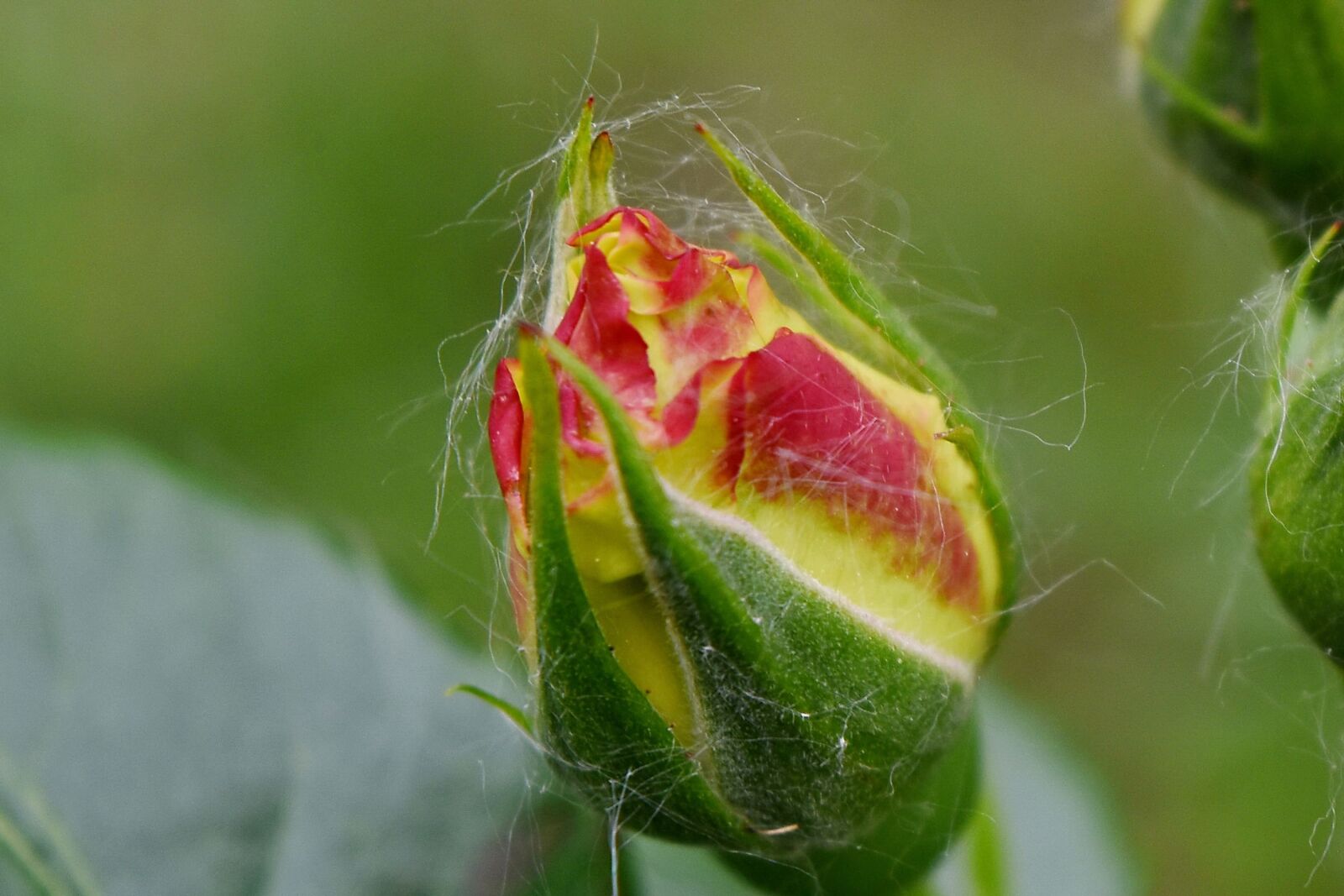 Nikon D5500 sample photo. Detail, petals, yellow, beautiful photography