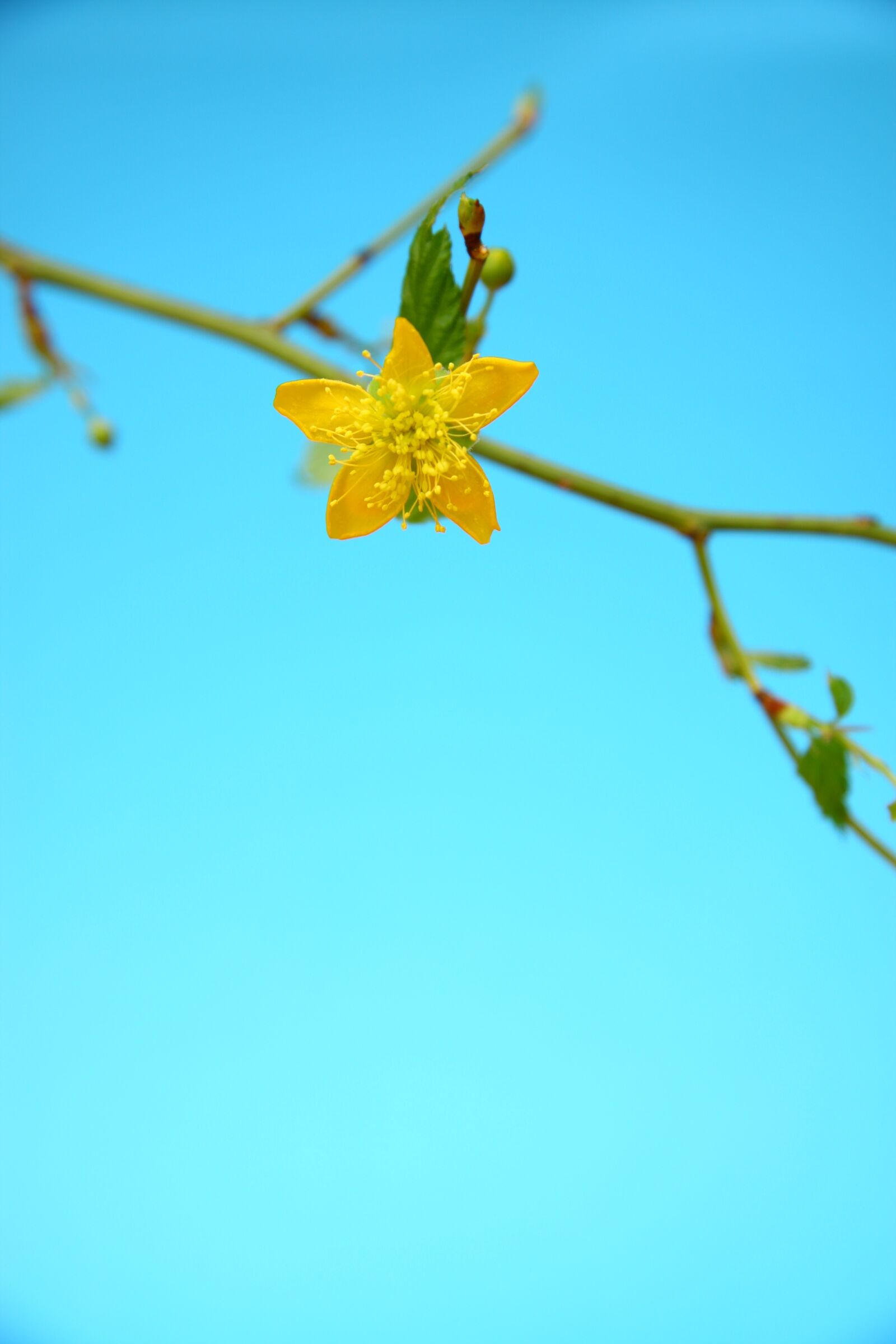 Canon EOS 40D sample photo. Yellow, blue, flowers photography