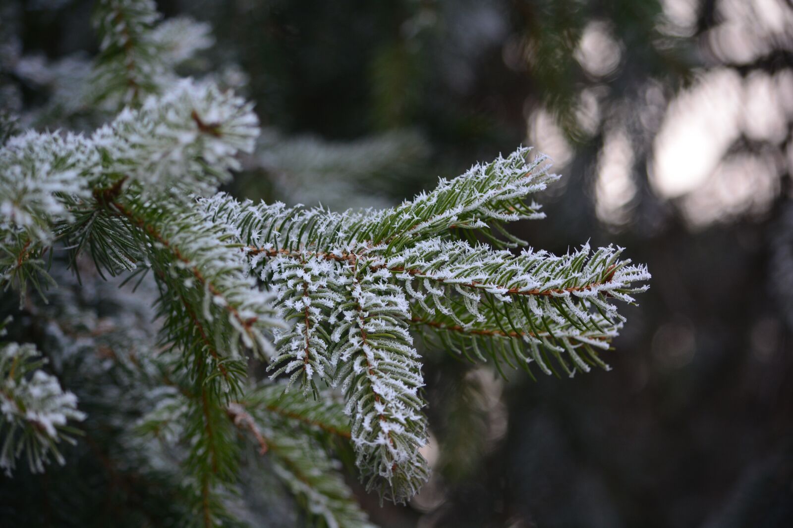 Nikon D5200 sample photo. Pine, frost, cold photography