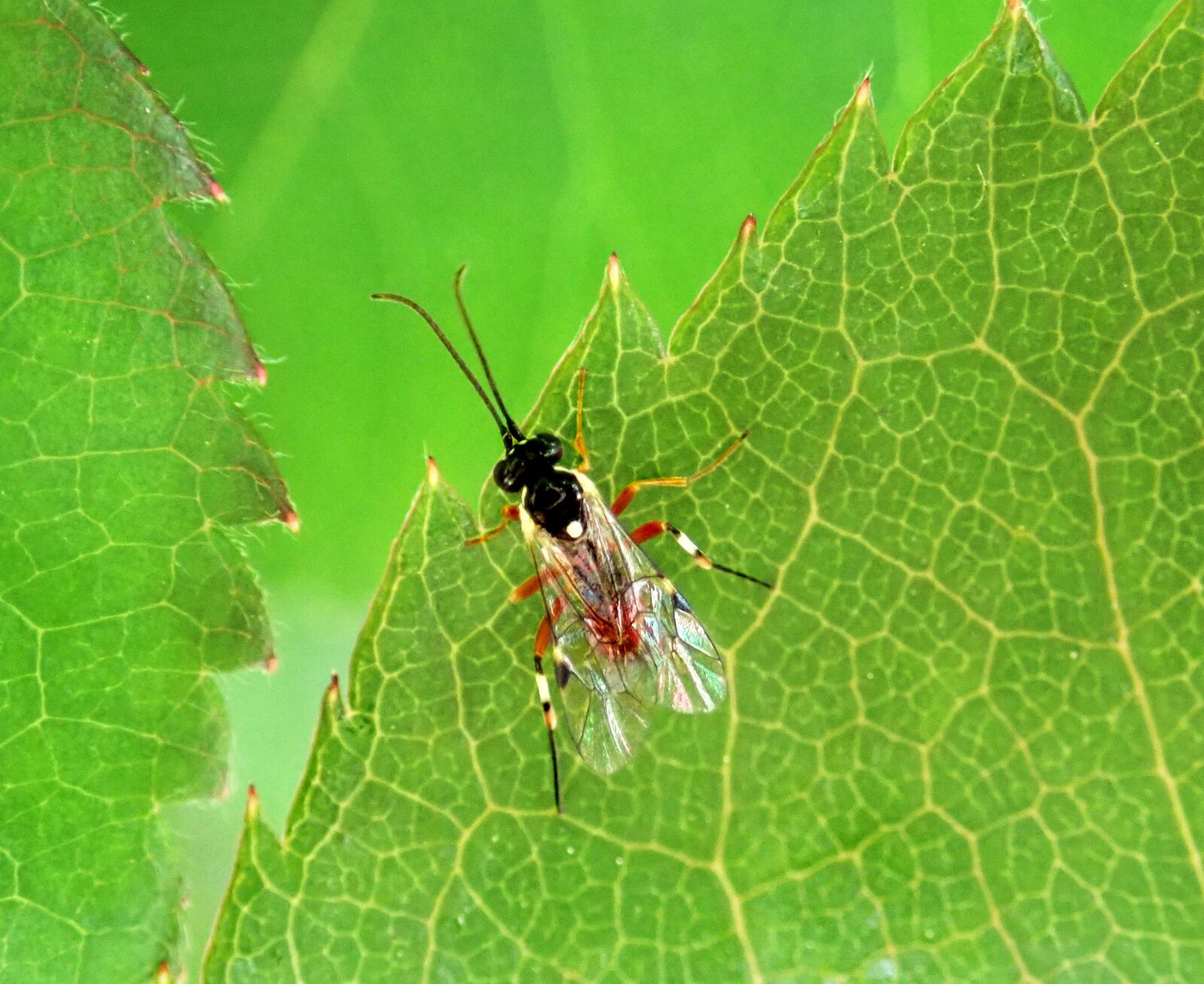 Olympus TG-5 sample photo. Insect, bug, wildlife photography