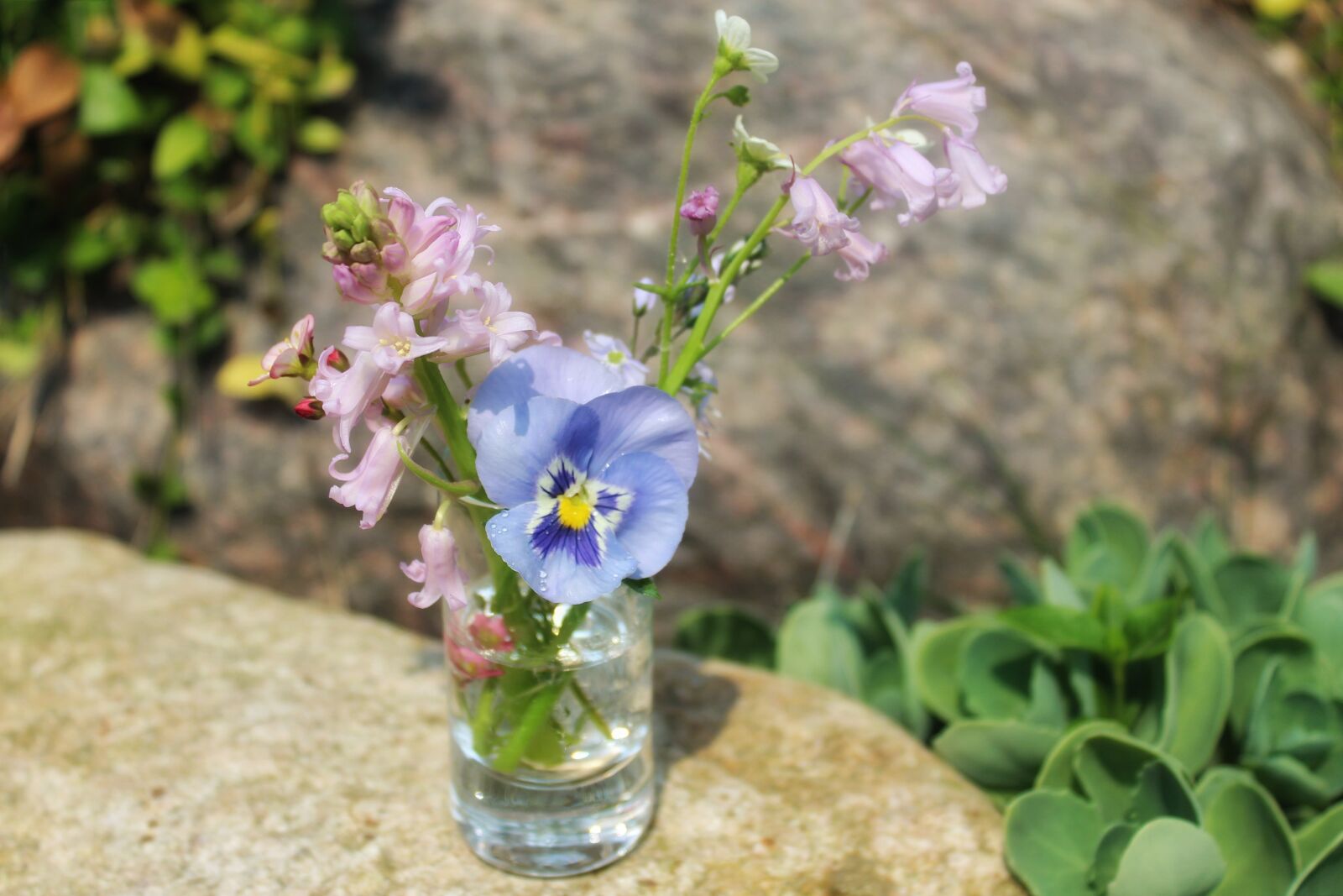 Canon EOS 1300D (EOS Rebel T6 / EOS Kiss X80) sample photo. Pansy, flowers, vase photography