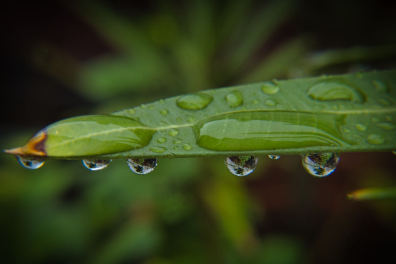 Sony a6400 sample photo. Rain, raindrop, drop of photography