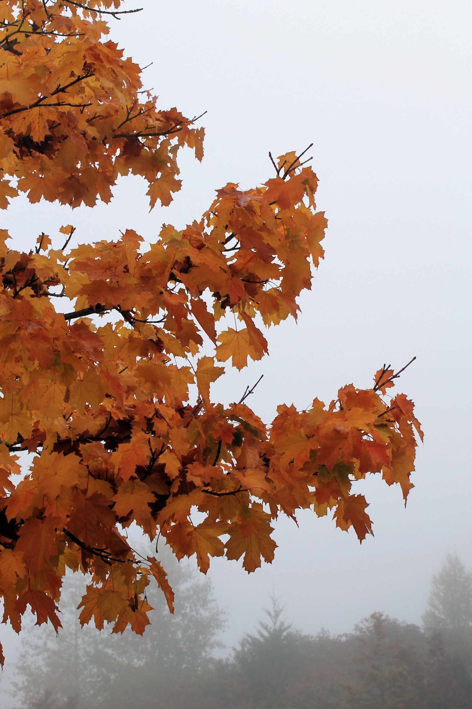 Canon EOS 1100D (EOS Rebel T3 / EOS Kiss X50) sample photo. Trees, autumn, fall photography