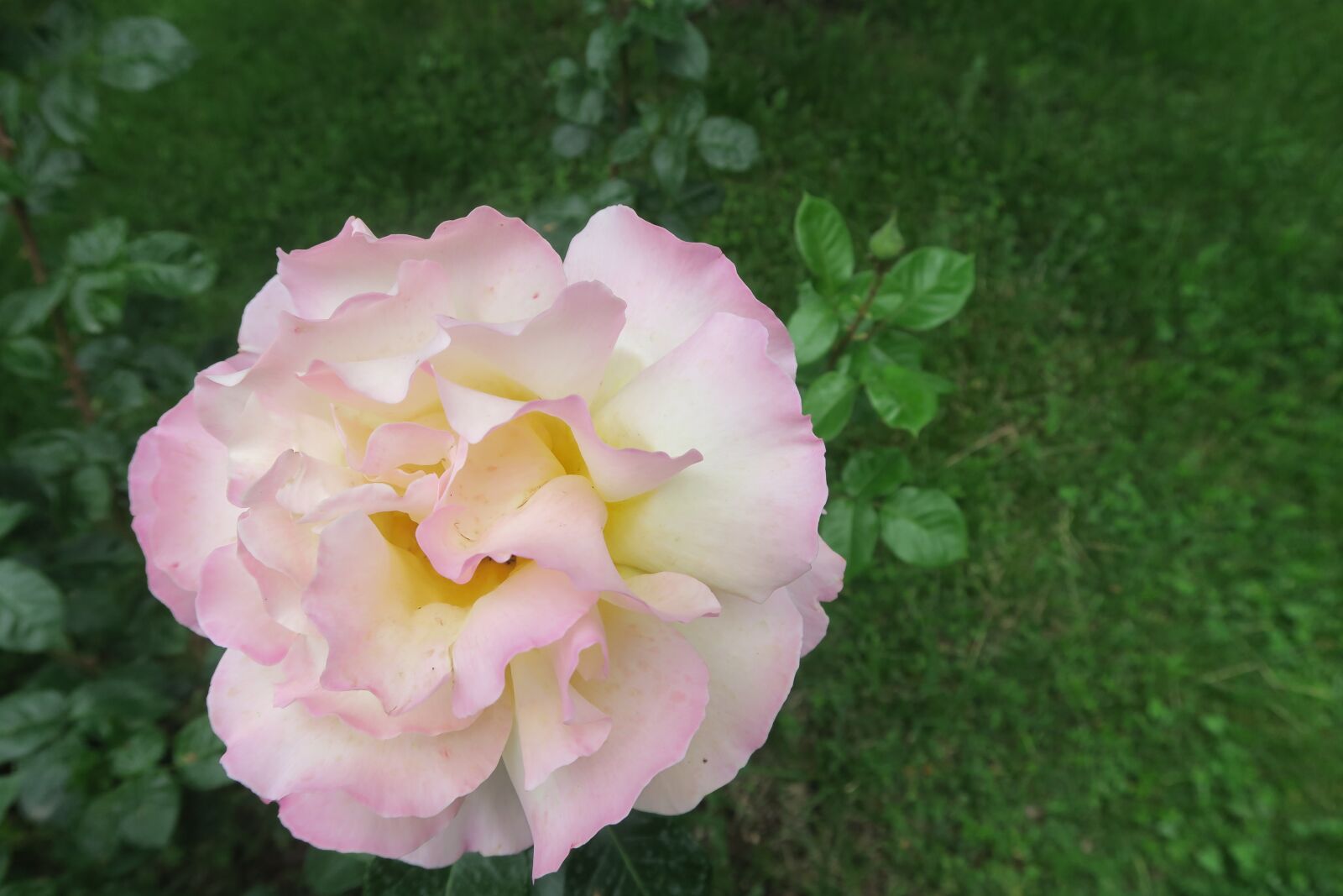 Canon PowerShot G7 X sample photo. Rose, spring, white rose photography