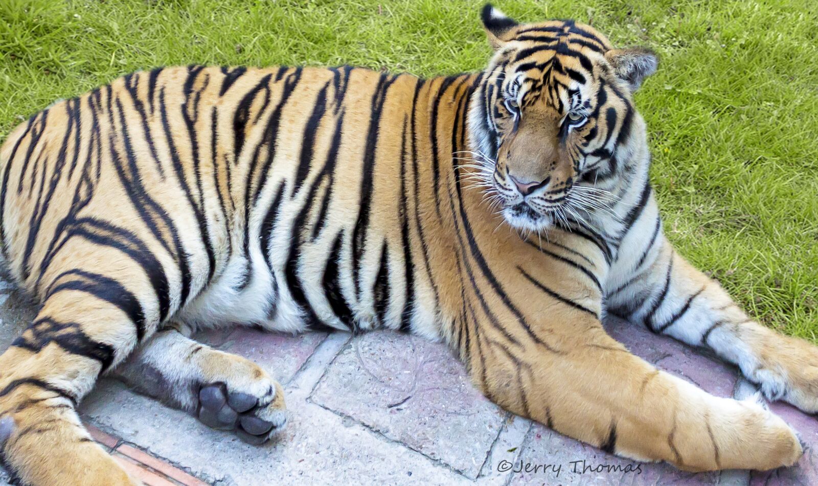 Canon EF-S 18-55mm F3.5-5.6 IS sample photo. Tiger, thailand, bengal photography