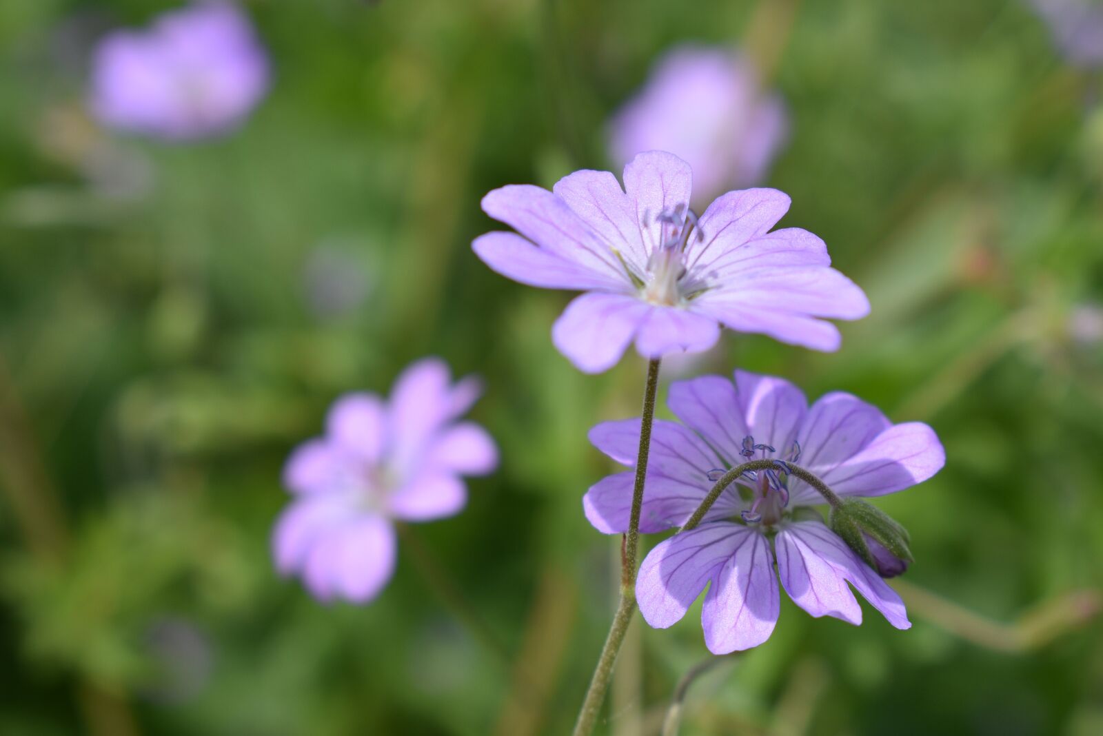 Nikon D5600 sample photo. Geranium, flower, the color photography
