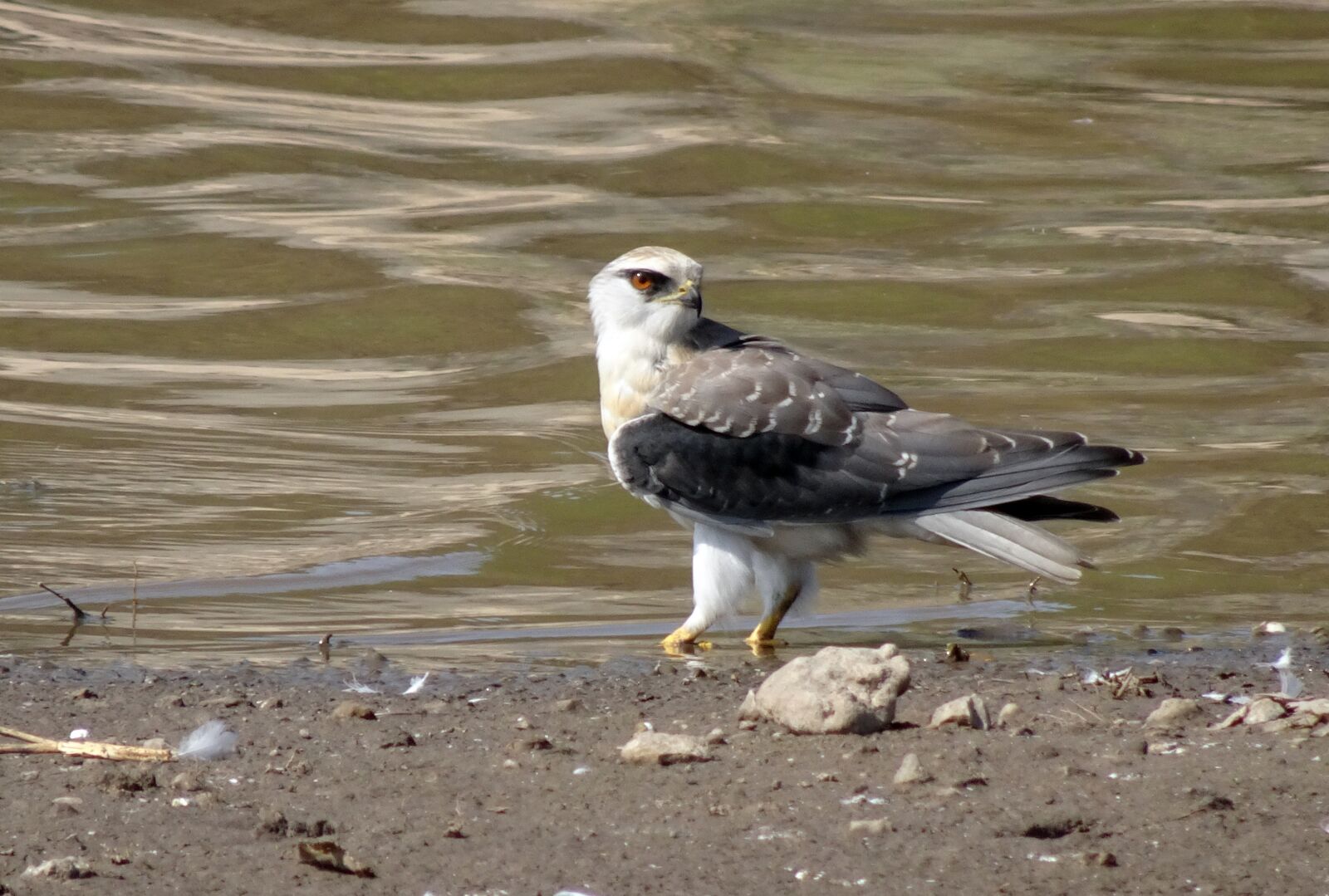 Sony Cyber-shot DSC-HX90V sample photo. Bird, black-shouldered kite, elanus photography