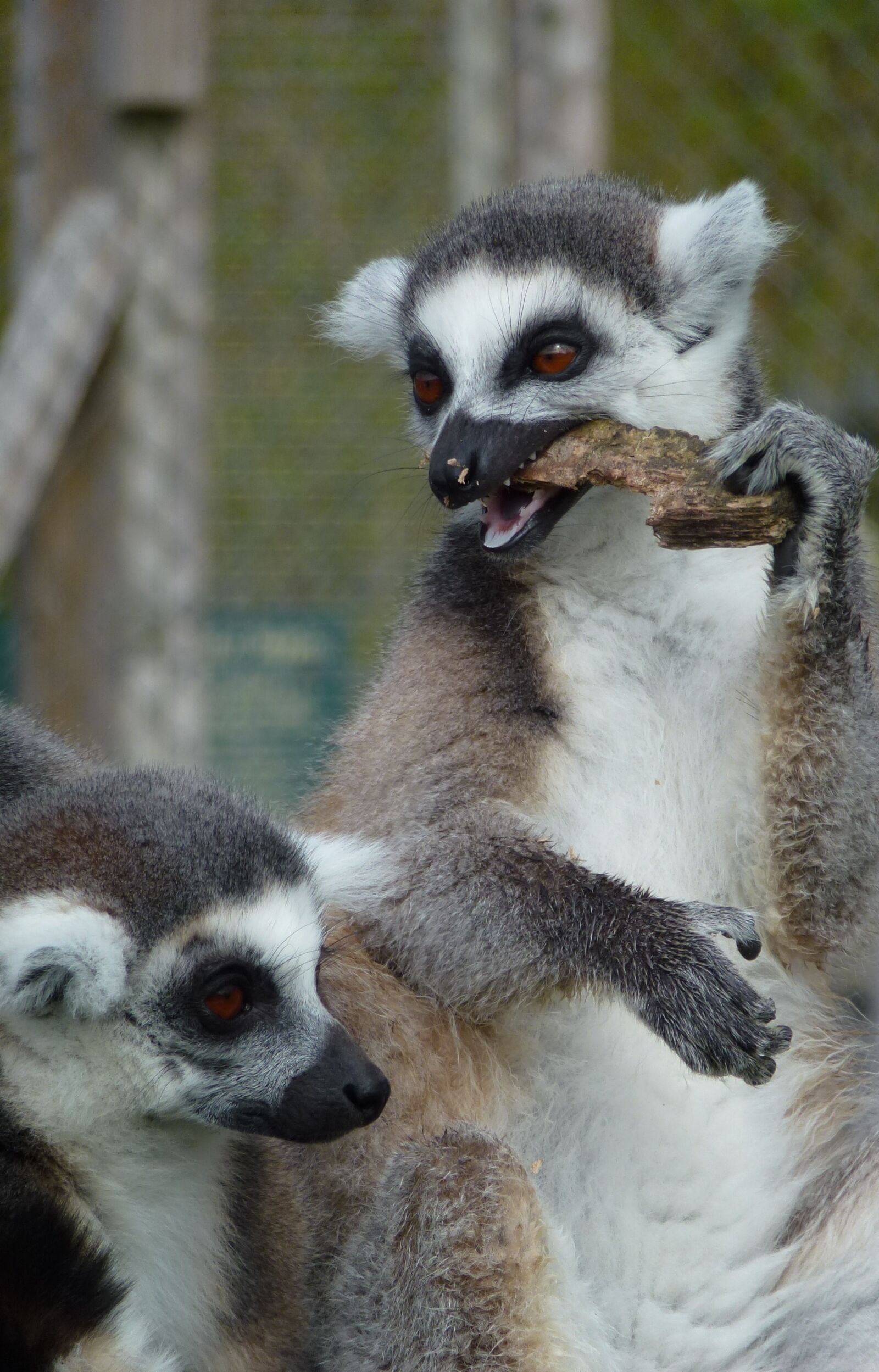 Panasonic Lumix DMC-ZS10 (Lumix DMC-TZ20 / Lumix DMC-TZ22) sample photo. Lemur's, longleat, eating photography