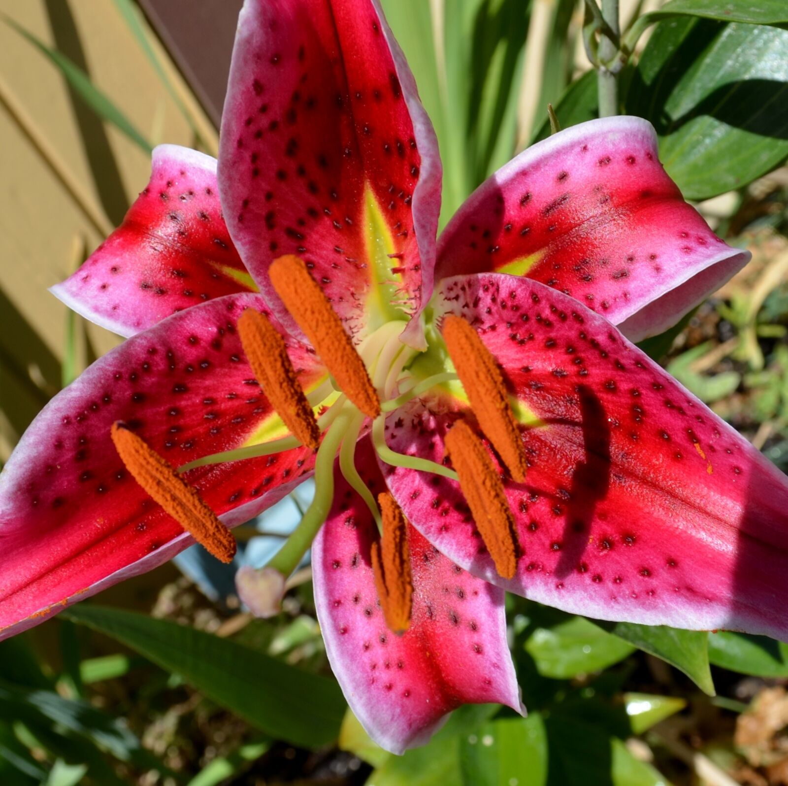 Nikon D5100 sample photo. Lily, red, pink photography