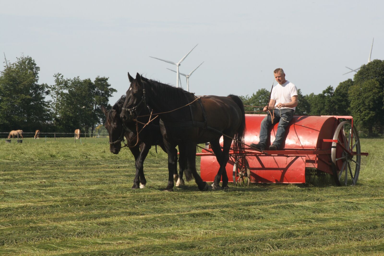 Canon EOS 400D (EOS Digital Rebel XTi / EOS Kiss Digital X) sample photo. Haymaking, horses, groningen photography