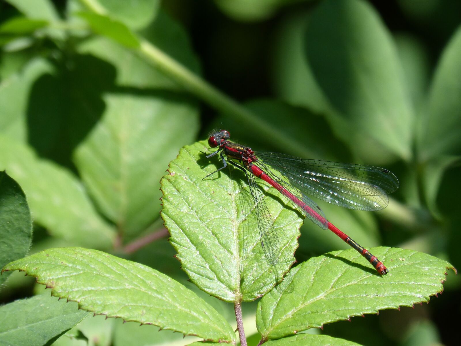 Panasonic DMC-FZ62 sample photo. Dragonfly, damselfly, leaf photography
