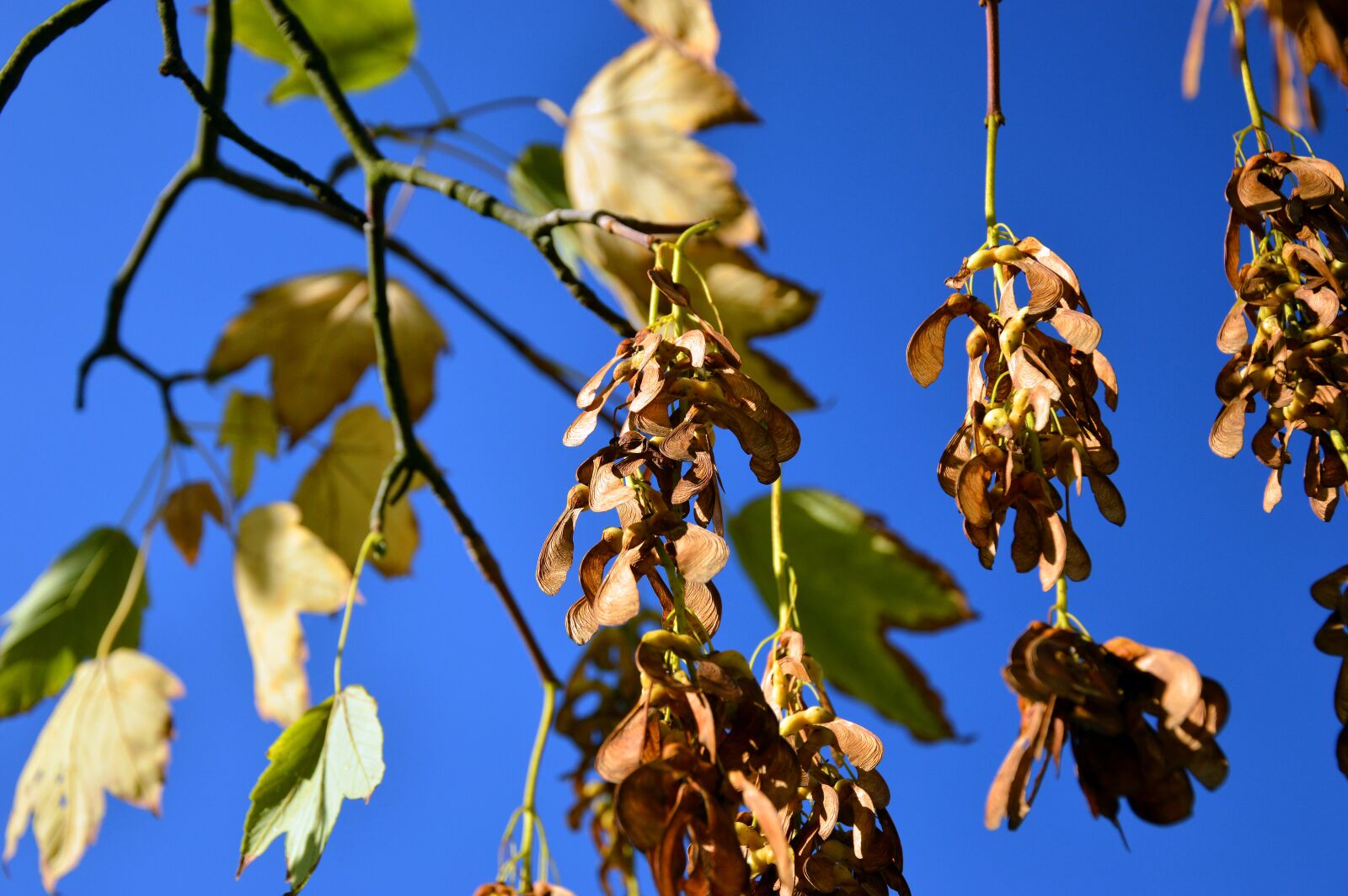 Nikon D3200 sample photo. Indian summer, maple, fruits photography