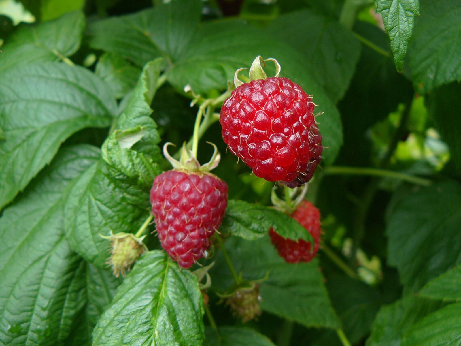 Panasonic DMC-FZ8 sample photo. Fruit, raspberries, garden photography