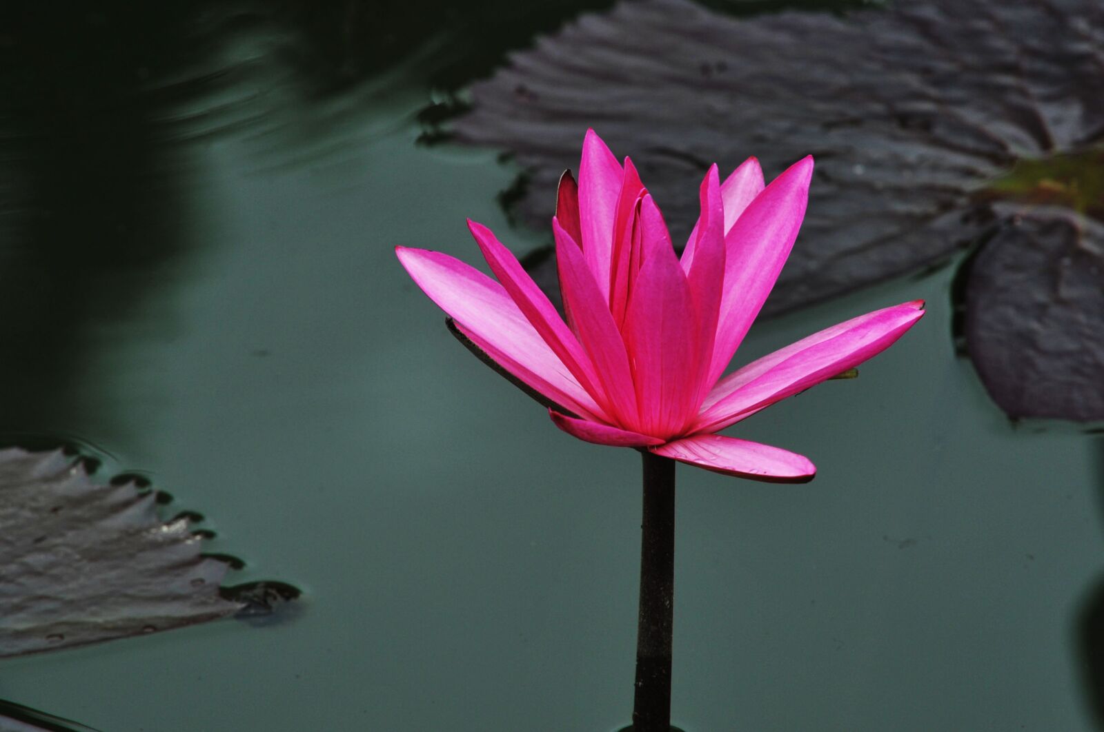 Nikon D700 sample photo. Lotus, water, red photography