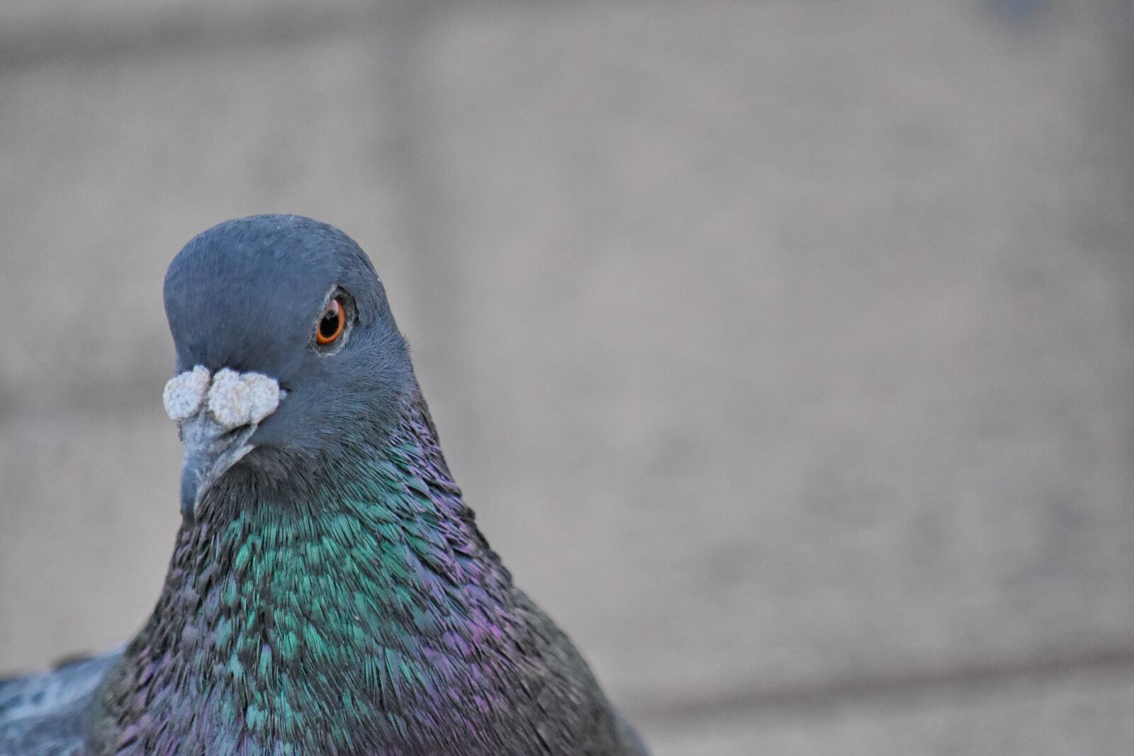 Nikon D5500 sample photo. Colourful, head, neck, pigeon photography