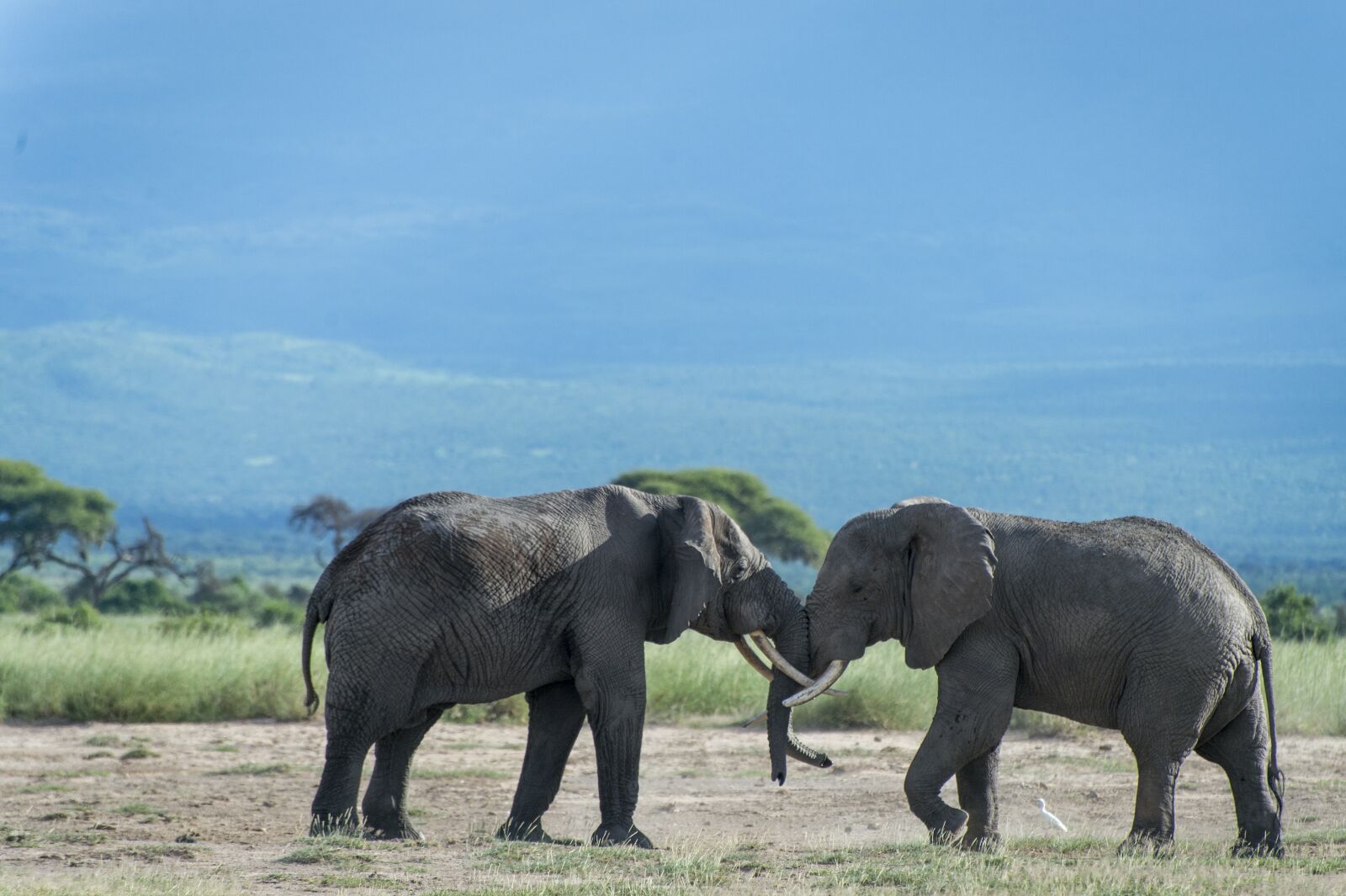 Nikon D4 sample photo. Elephant, animal, kenya photography