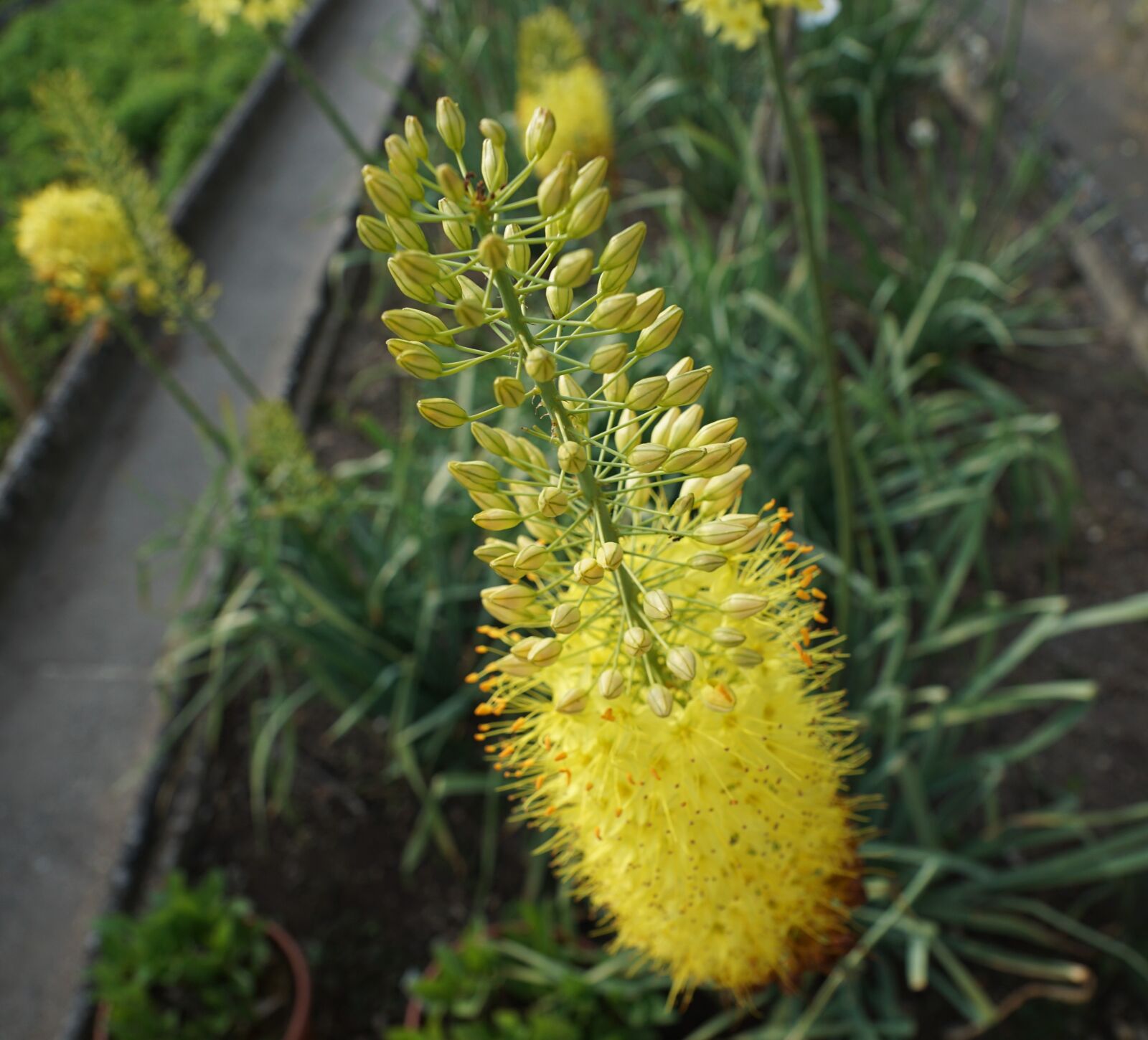 Sony ILCA-77M2 + Sony DT 16-50mm F2.8 SSM sample photo. Flowers, yellow, garden photography
