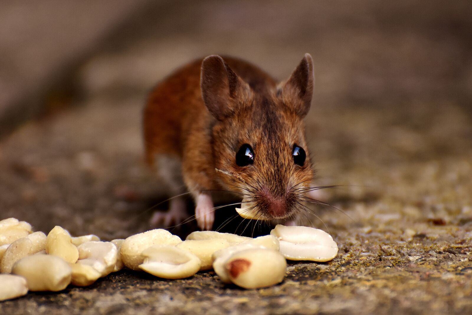 Nikon D7200 sample photo. Wood mouse, nager, cute photography