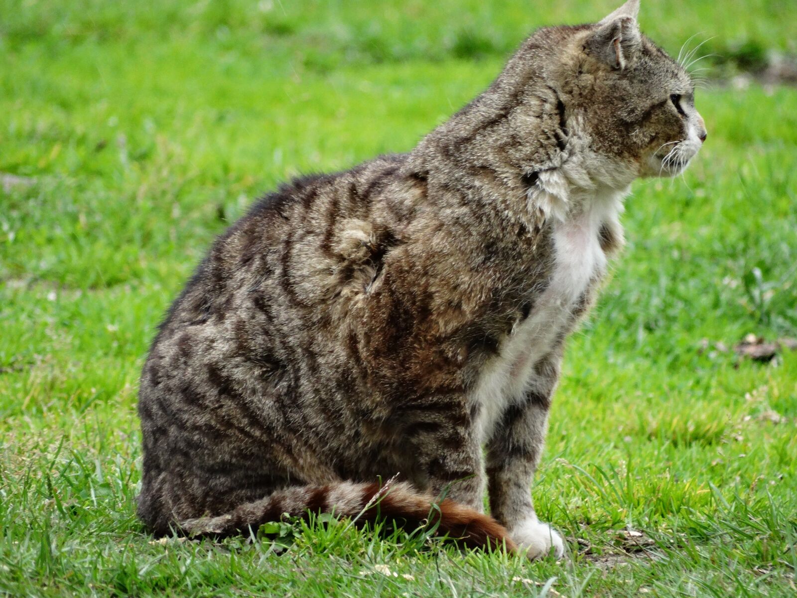 Sony Cyber-shot DSC-HX300 sample photo. Cat, pets, domestic cat photography
