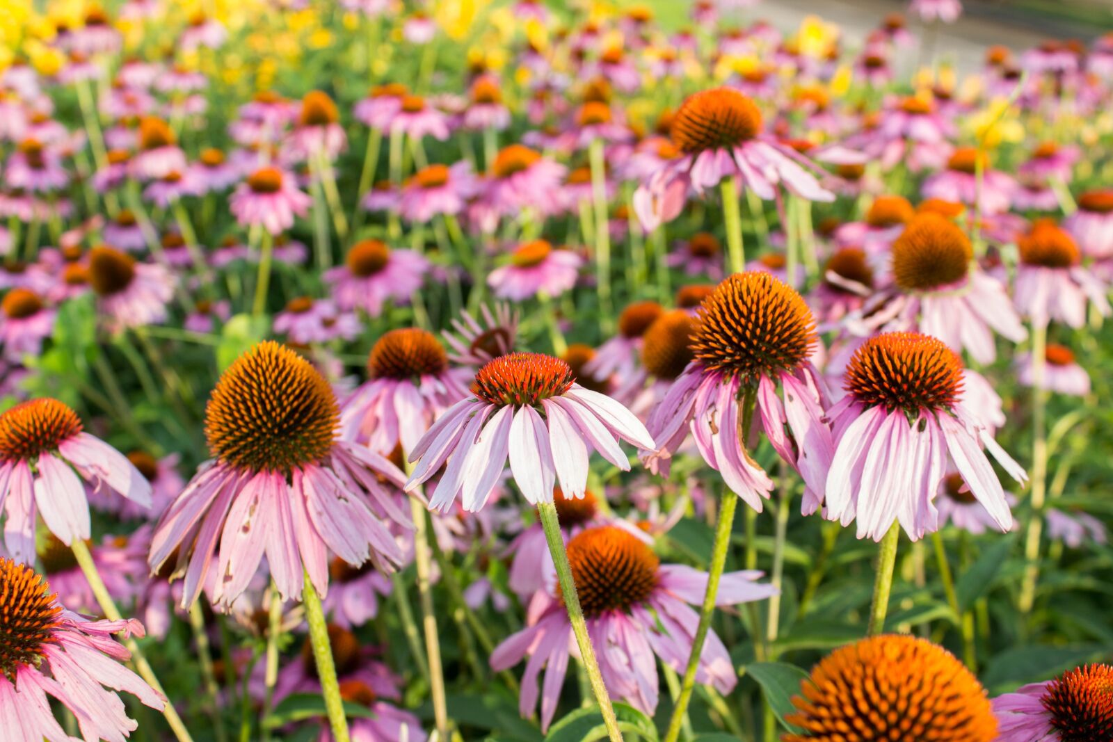 Canon EOS 600D (Rebel EOS T3i / EOS Kiss X5) sample photo. Flower, flora, nature photography