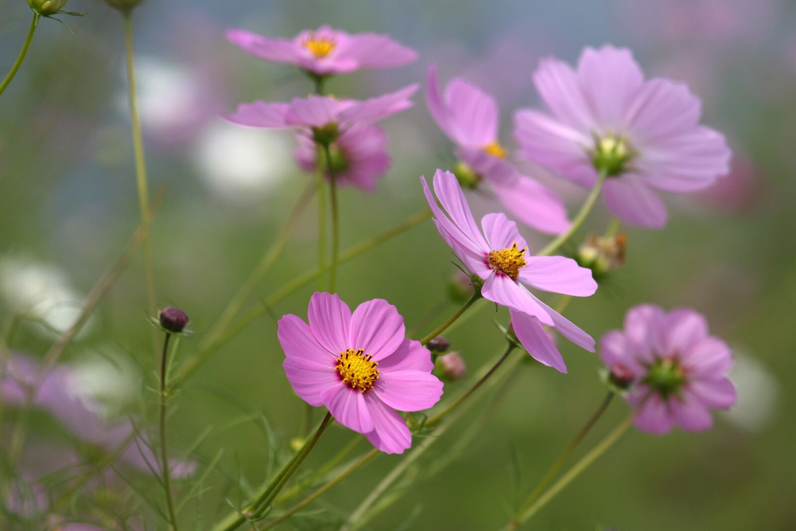 Canon EOS 50D sample photo. Nature, flowers, plants photography