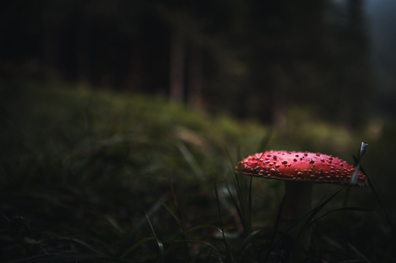 Nikon Z6 sample photo. Forest, mushroom, fly agaric photography
