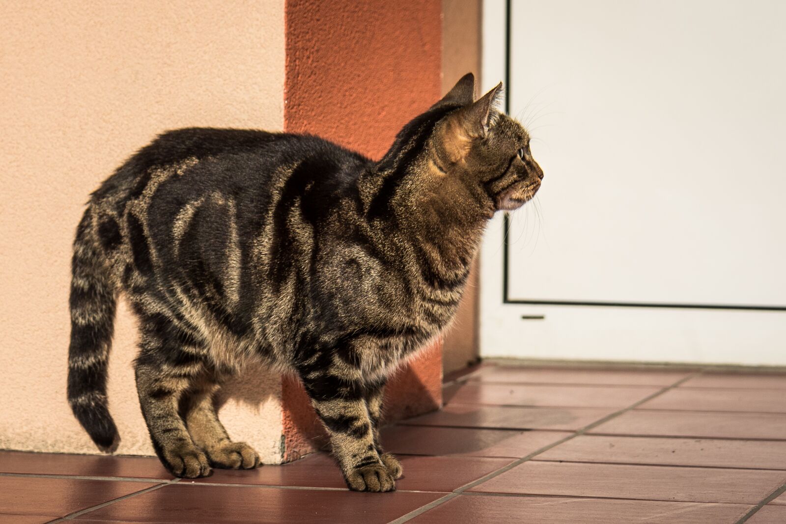 Canon EOS 7D Mark II sample photo. Cat, kitten, tabby photography