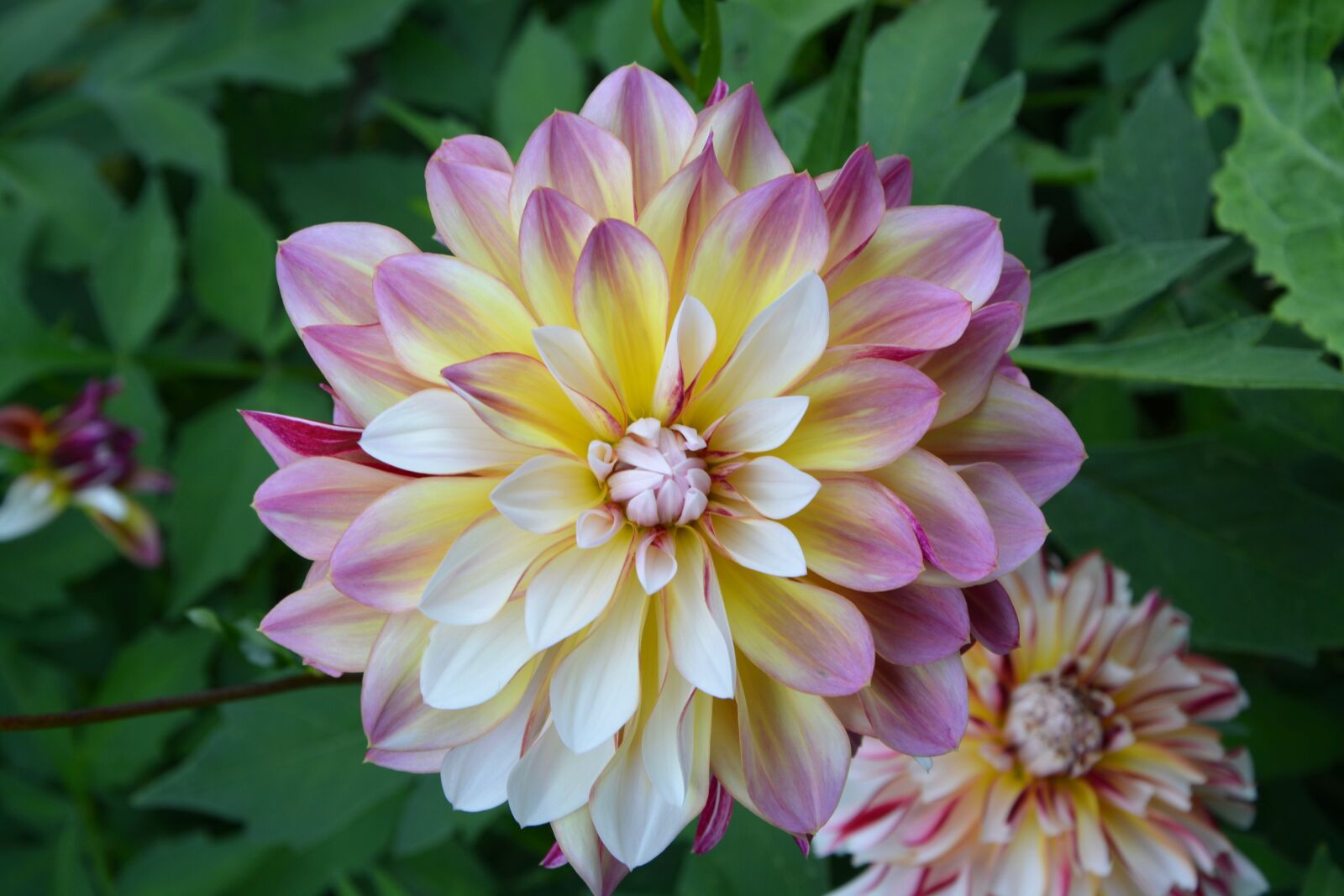 Nikon D5200 sample photo. Flowers, dahlia, pink photography