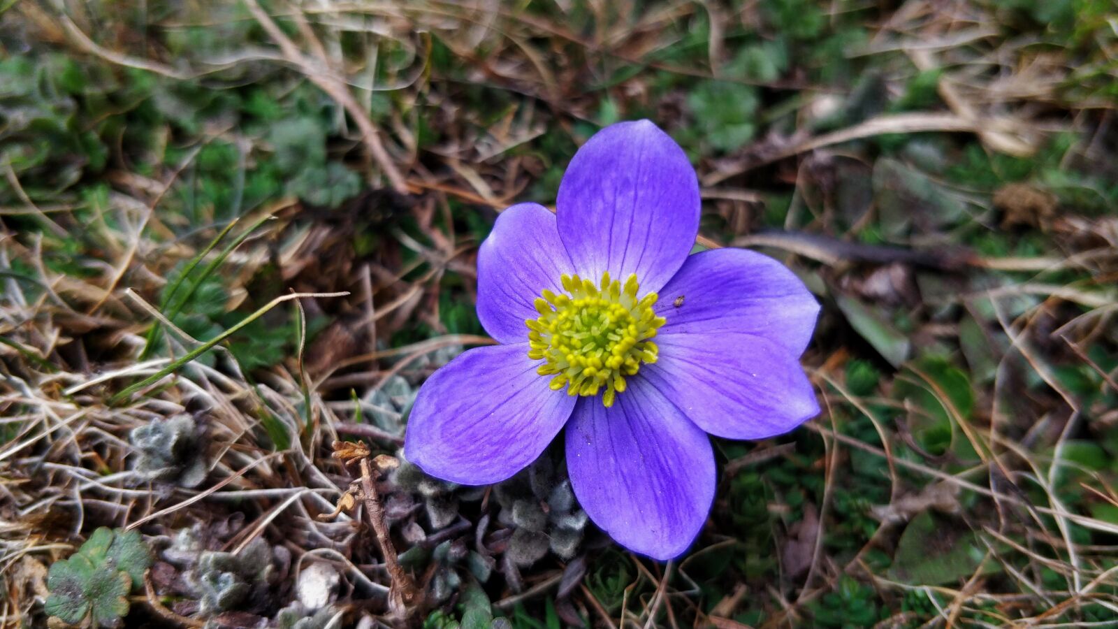 OnePlus 5 sample photo. Flower, purple, purple flowers photography