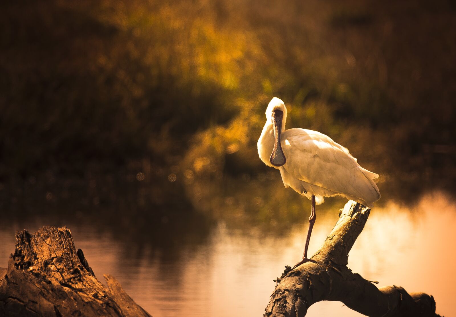 Nikon D750 sample photo. Golden, light, spoonbill photography