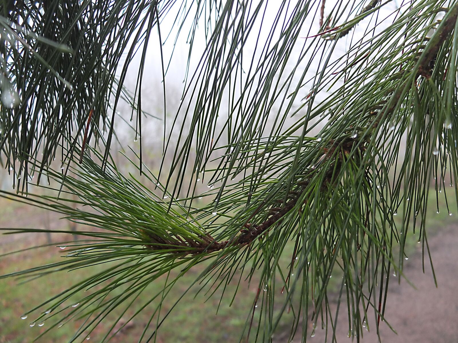 Fujifilm X10 sample photo. Green, foilage, nature photography