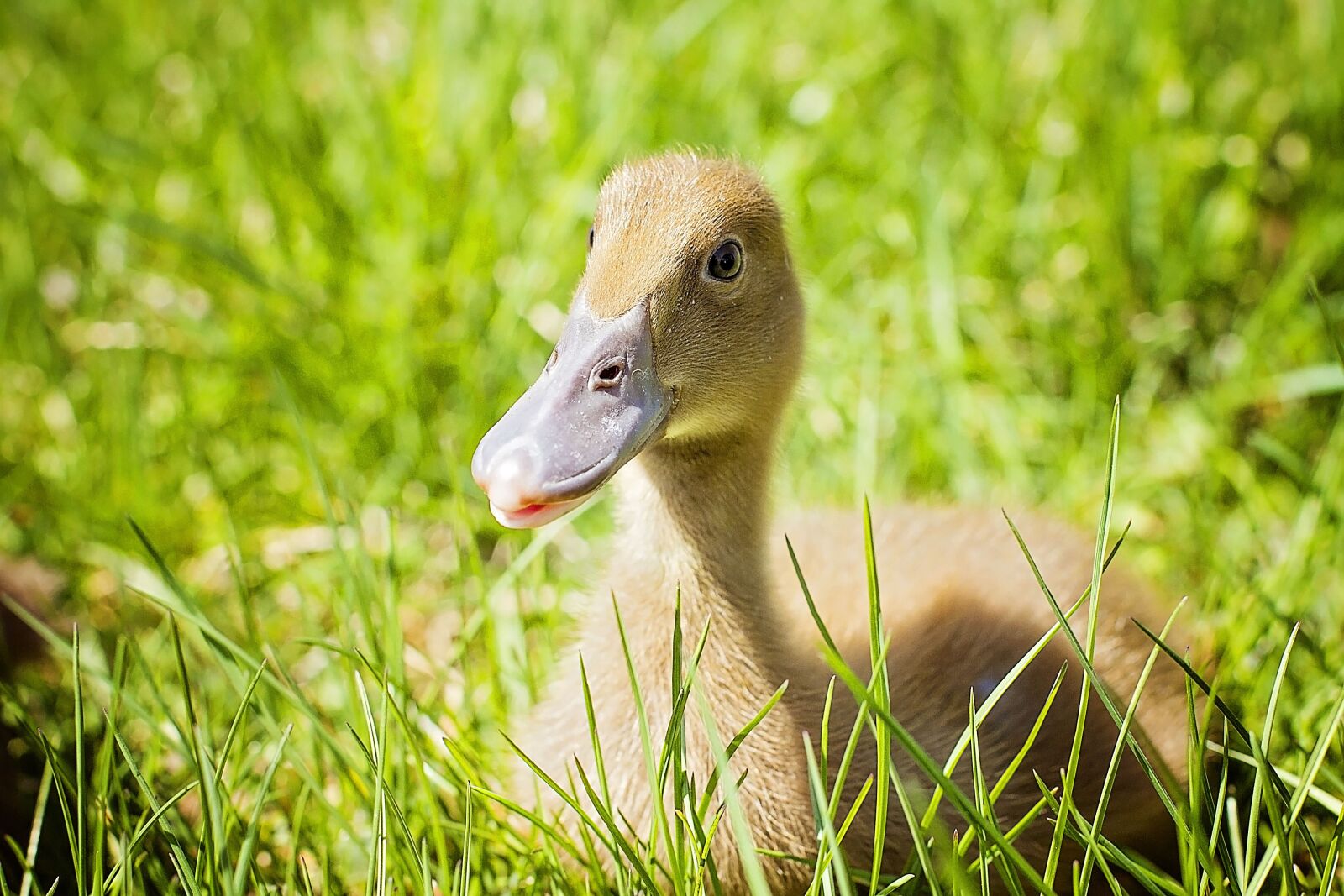Canon EOS 7D + Canon EF 50mm F1.4 USM sample photo. Duckling, beak, laying photography