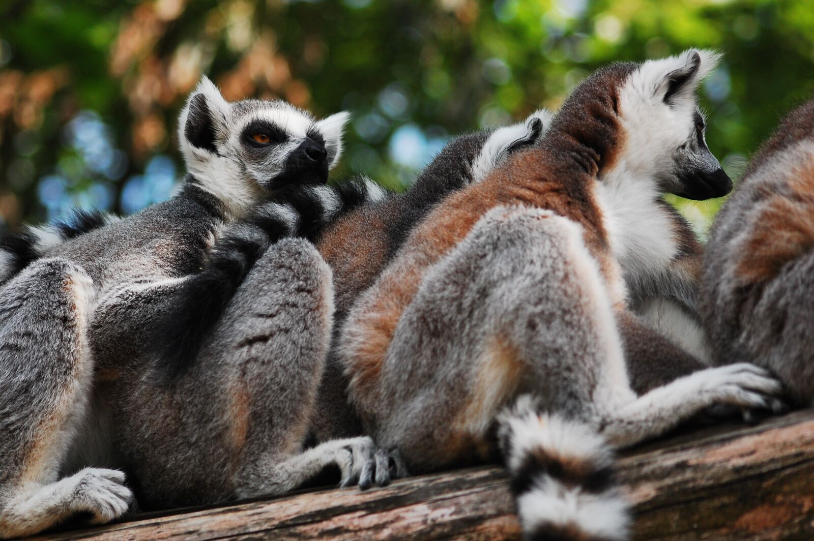 Nikon D40 sample photo. Lemur, sitting, zoo photography