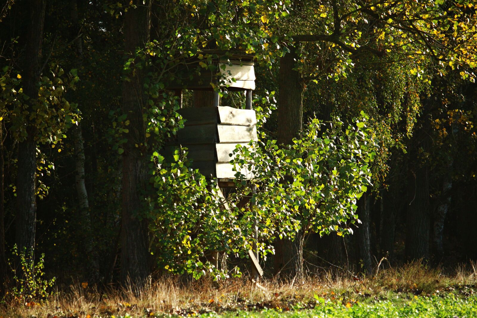 Canon EOS 100D (EOS Rebel SL1 / EOS Kiss X7) sample photo. Perch, ansitz, hunter seat photography