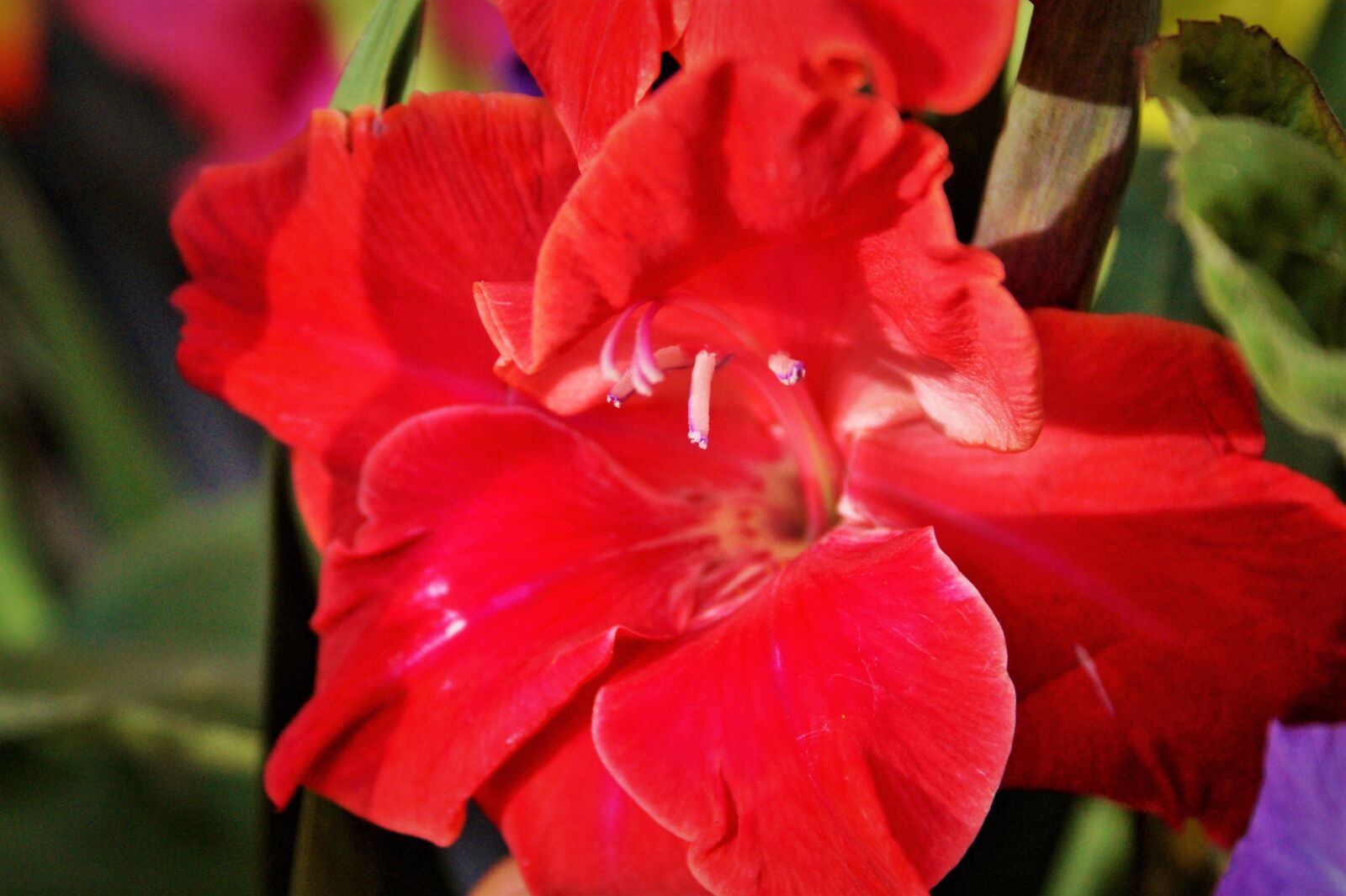 Sony SLT-A58 + Sony DT 18-70mm F3.5-5.6 sample photo. Gladiolus, gladidus, butterfly greenhouse photography