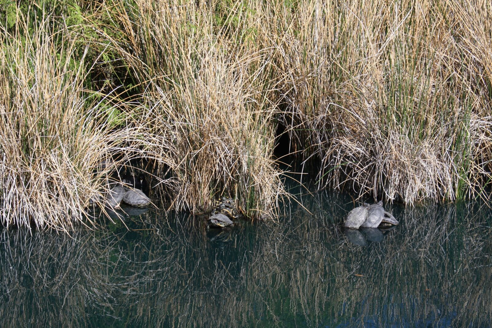 Canon EOS 1000D (EOS Digital Rebel XS / EOS Kiss F) sample photo. Turtle, turtles, nature photography